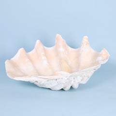 Giant Clam Shell