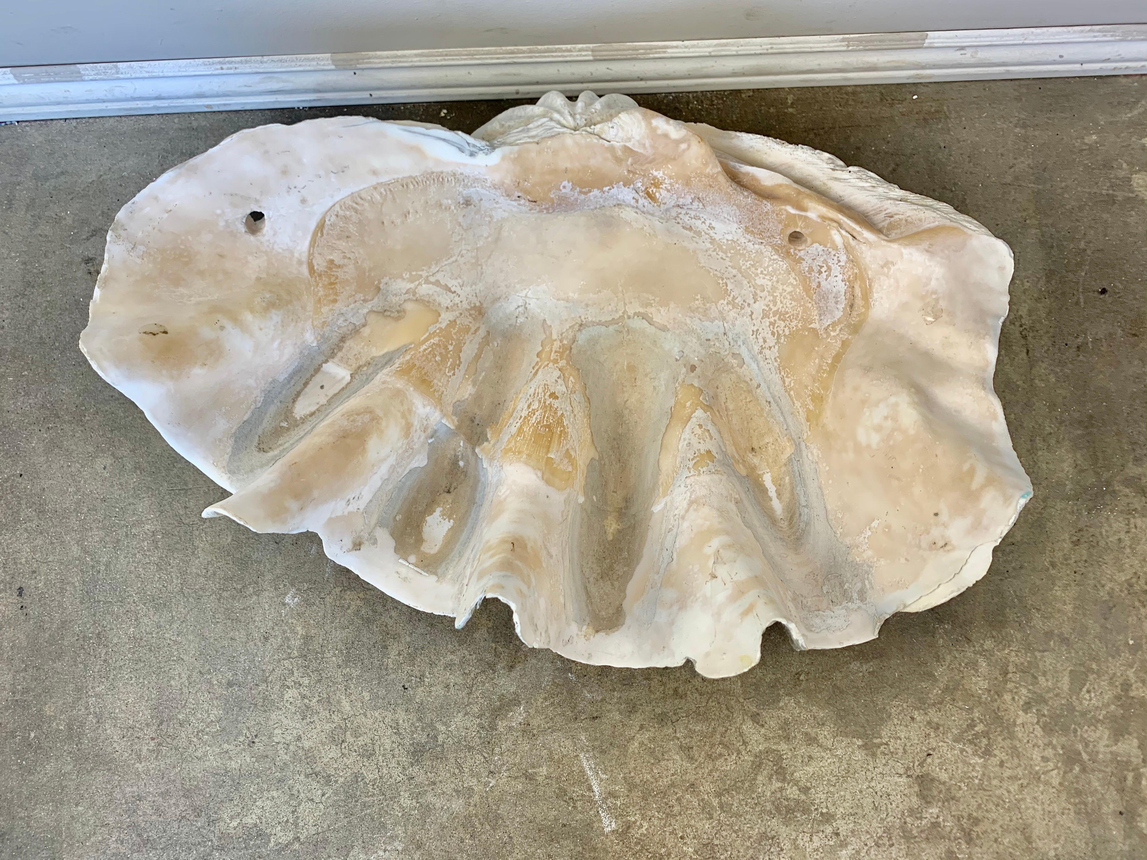 Giant Clam Shell from the South Seas 2