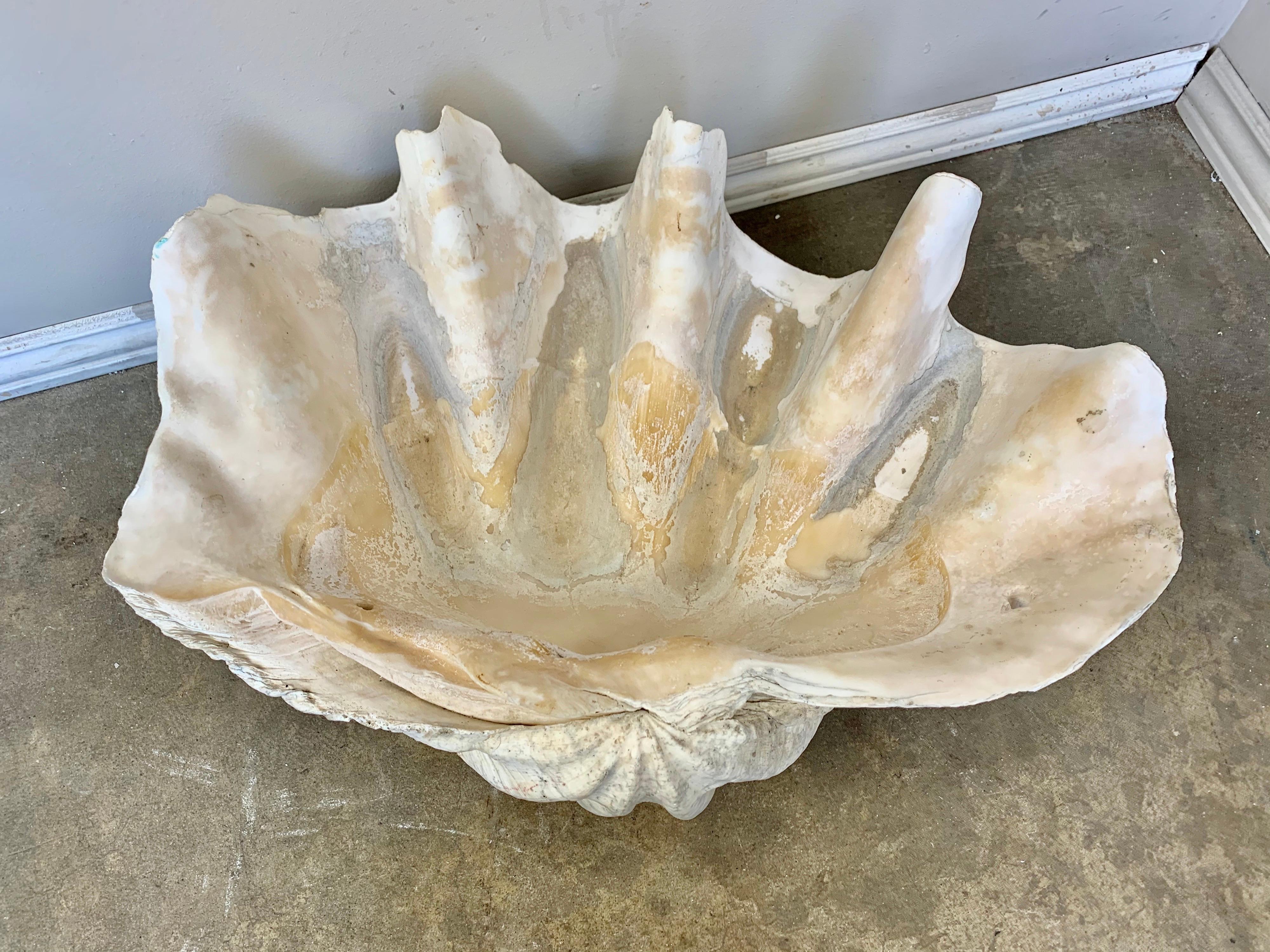 Wonderful example of a giant clam shell from the Indian Ocean. The bleached white color and high profile of the scallops make this a distinctive centerpiece or decoration.
They are fabulous on the side of your bathtub filled with soaps and other