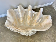 Giant Clam Shell from the South Seas