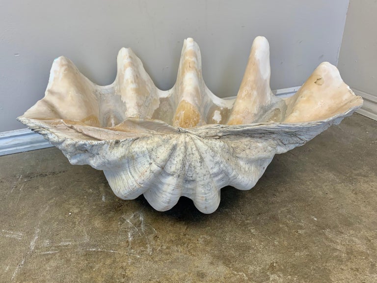 Giant Clam Shell from the South Seas at 1stDibs