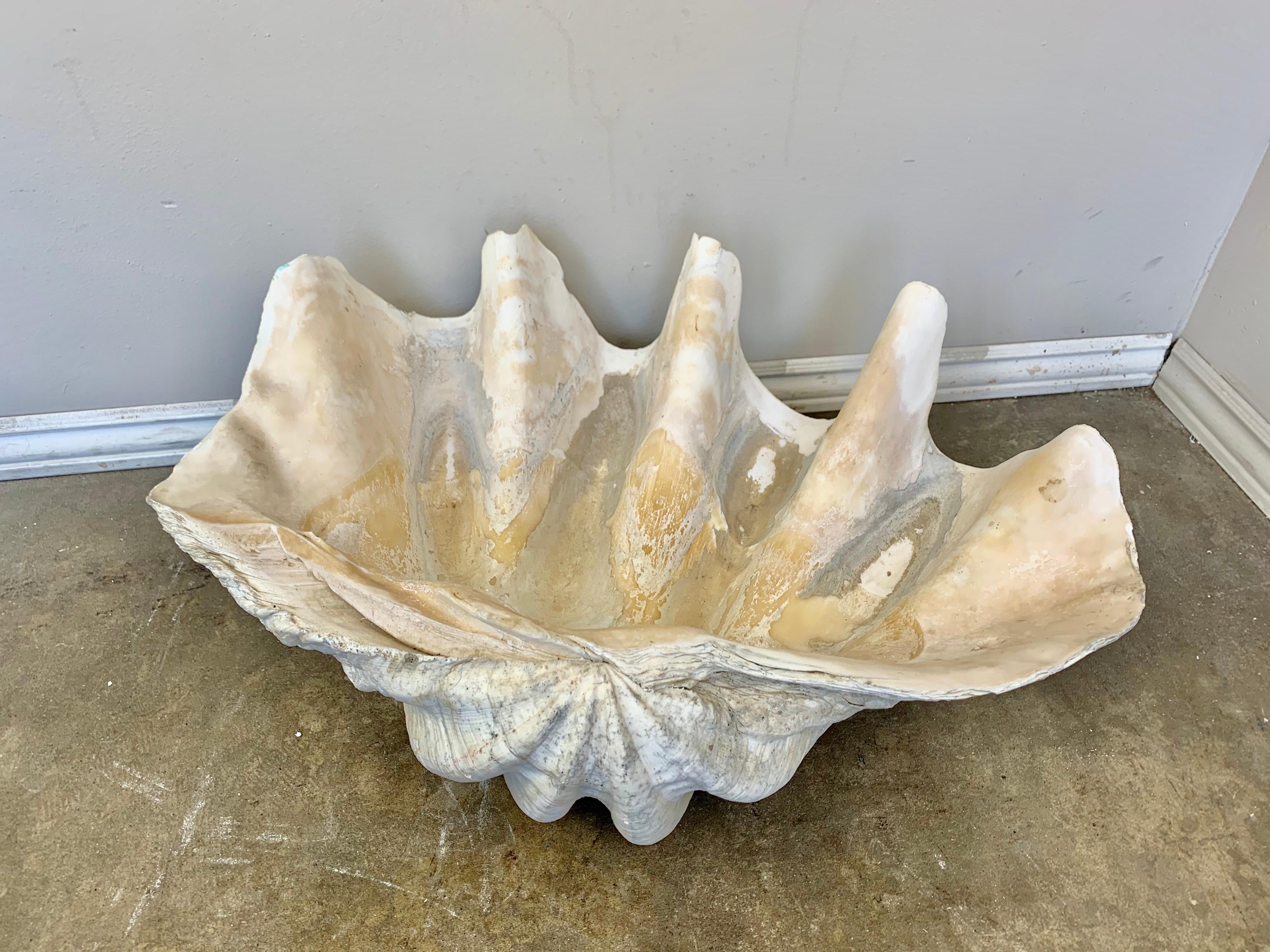 giant clam shells for sale