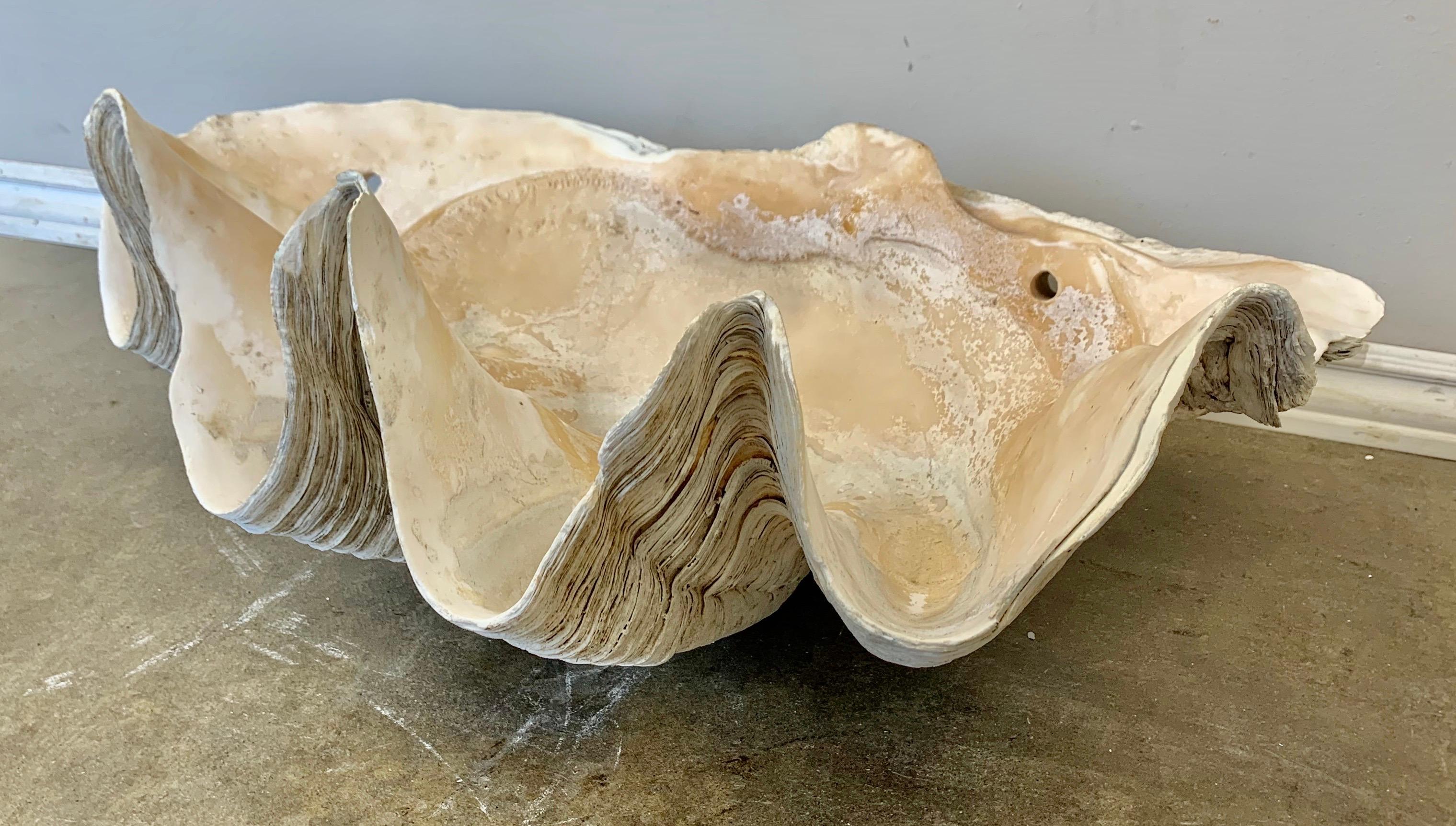 real large clam shell