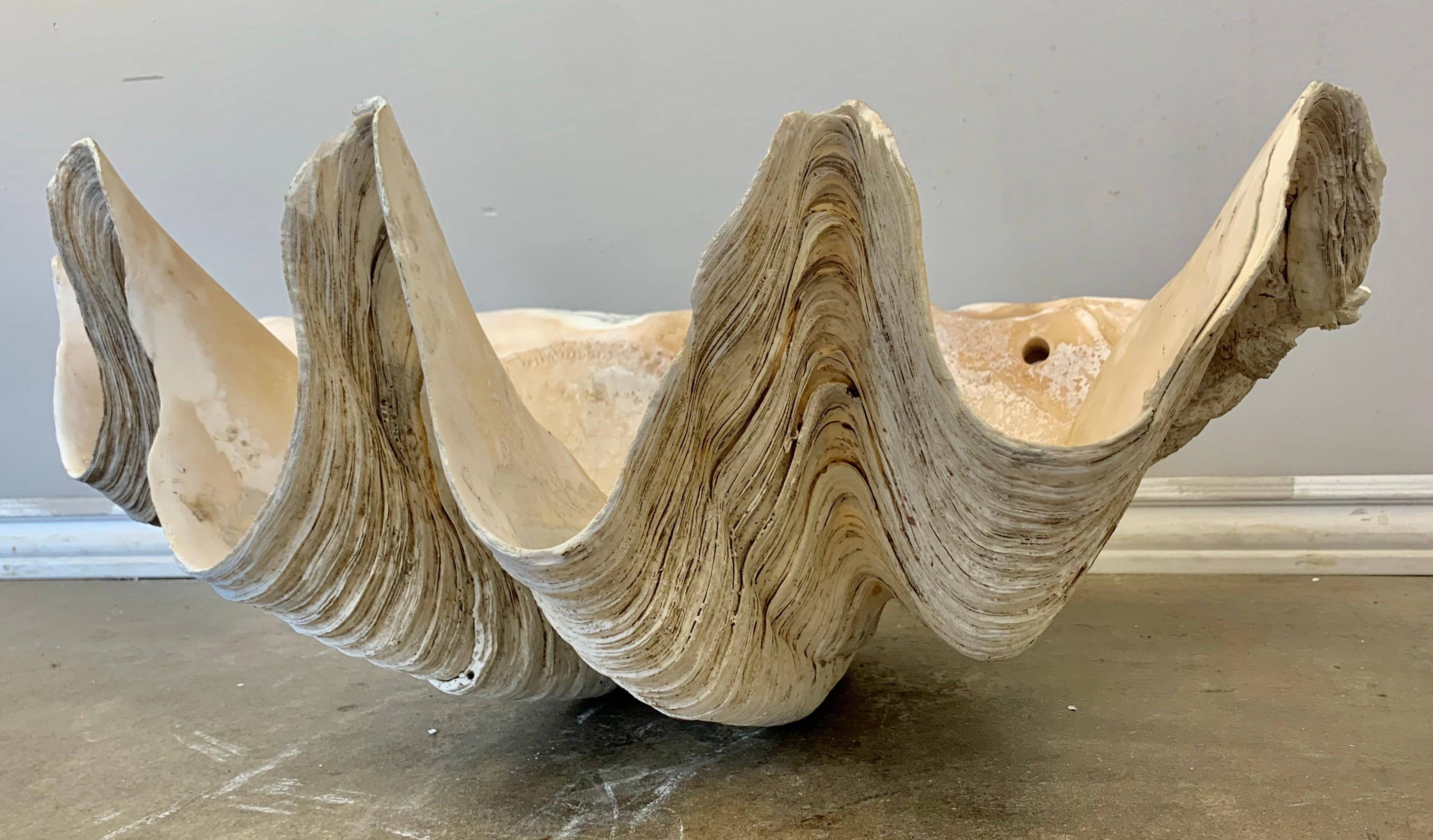 Organic Modern Giant Clam Shell from the South Seas