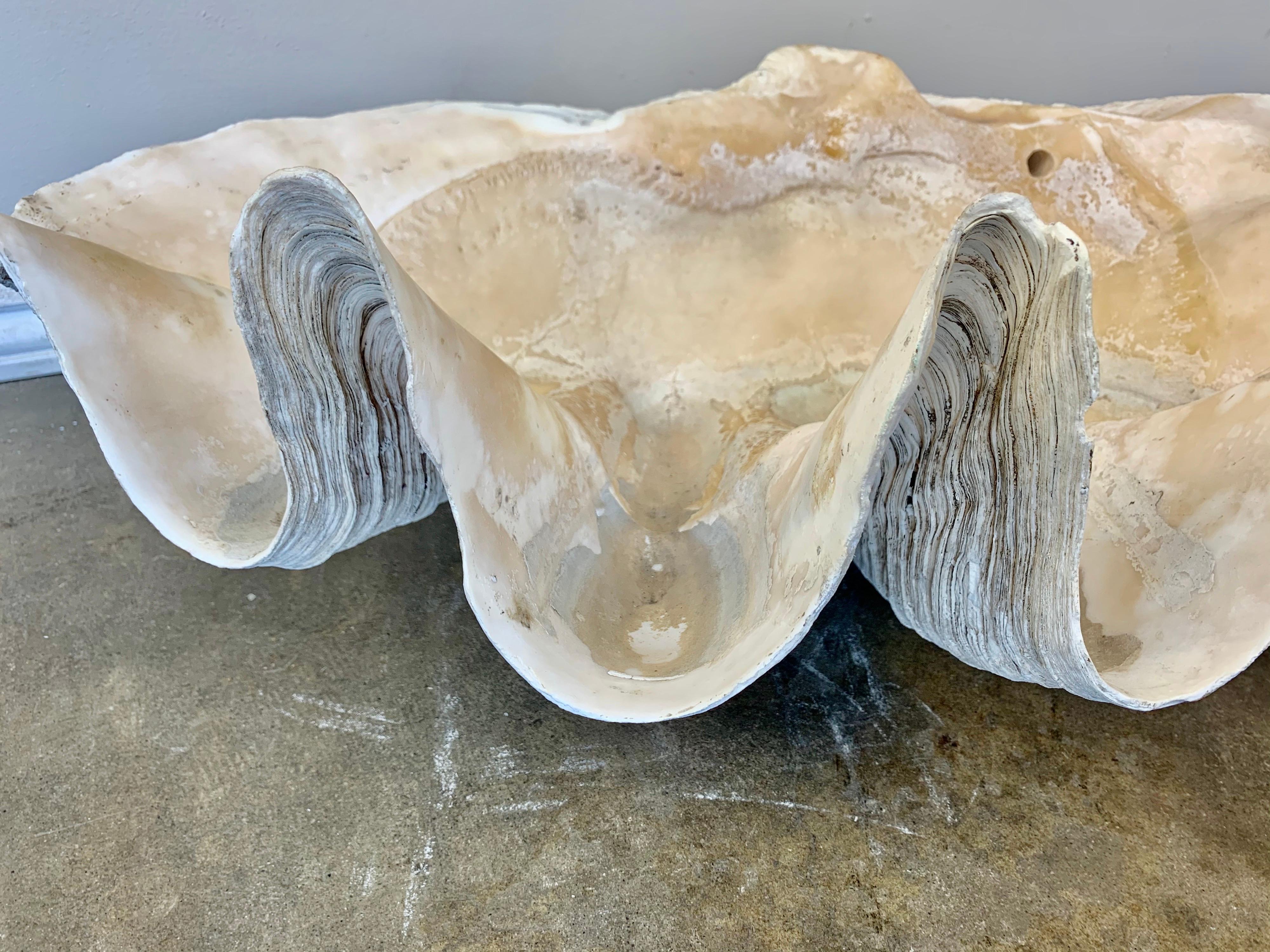 South Asian Giant Clam Shell from the South Seas