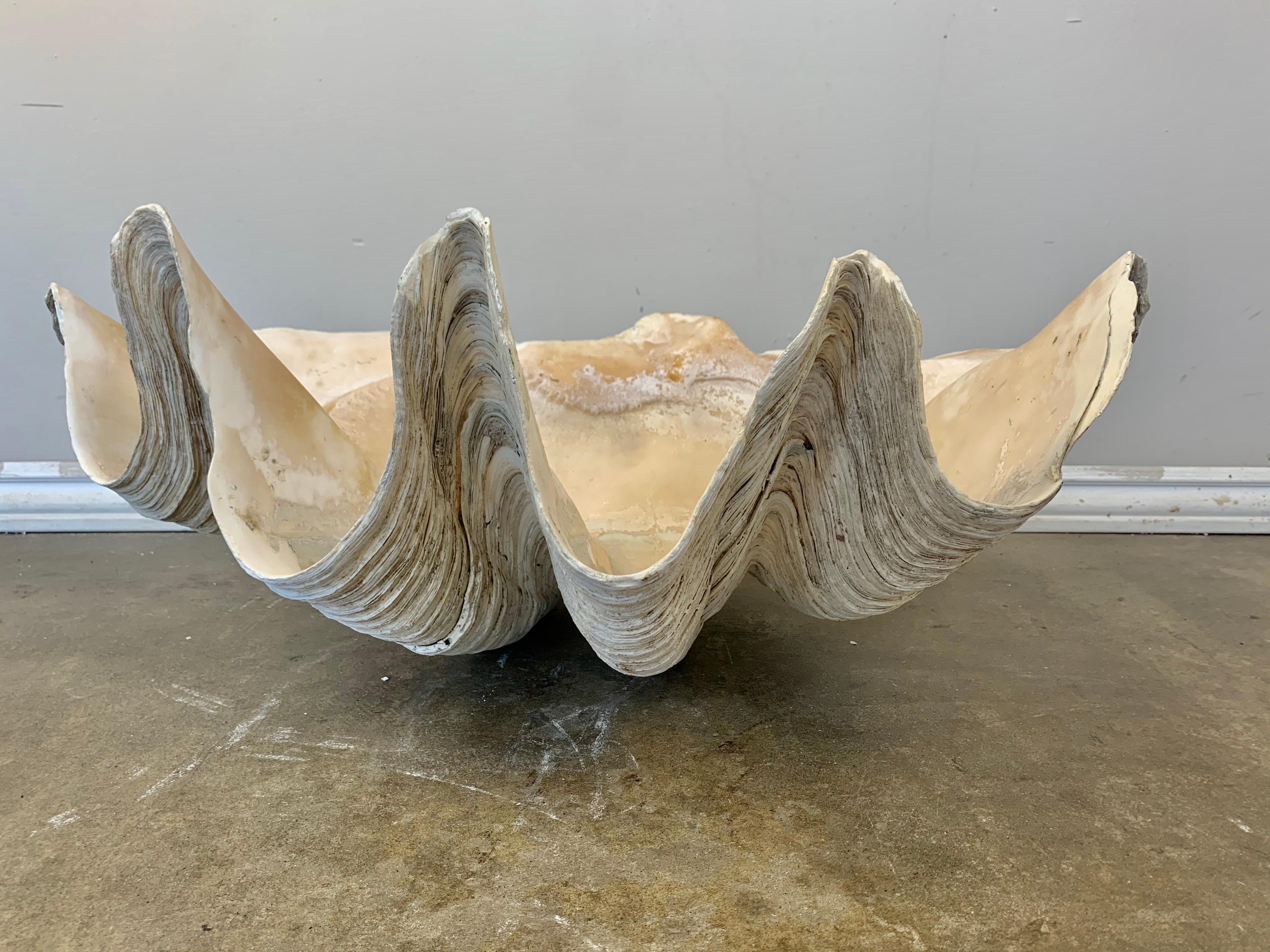 Early 20th Century Giant Clam Shell from the South Seas