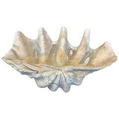 Antique Giant Clam Shell from the South Seas