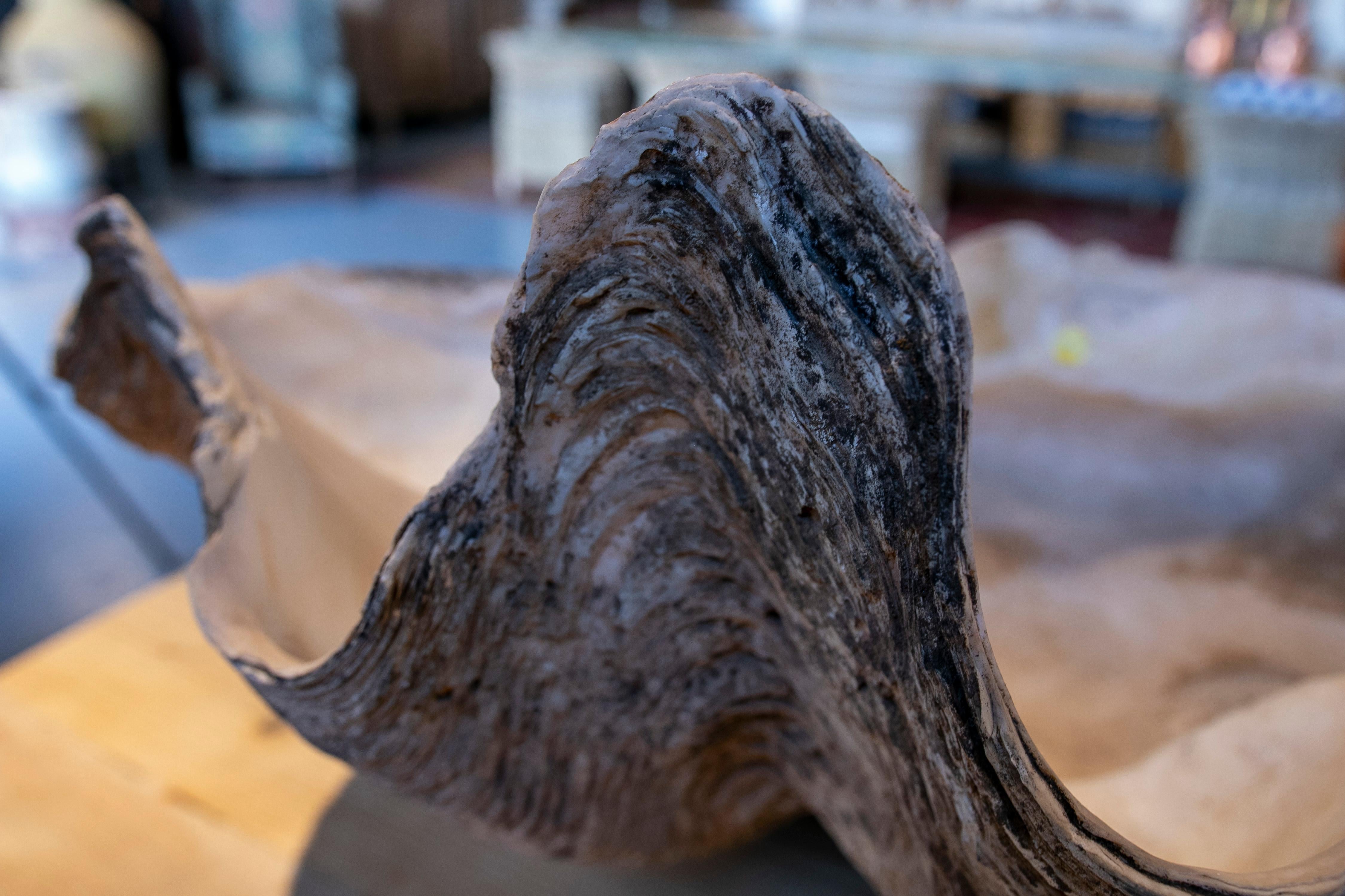 Giant Clam Shell Natural Specimen 5