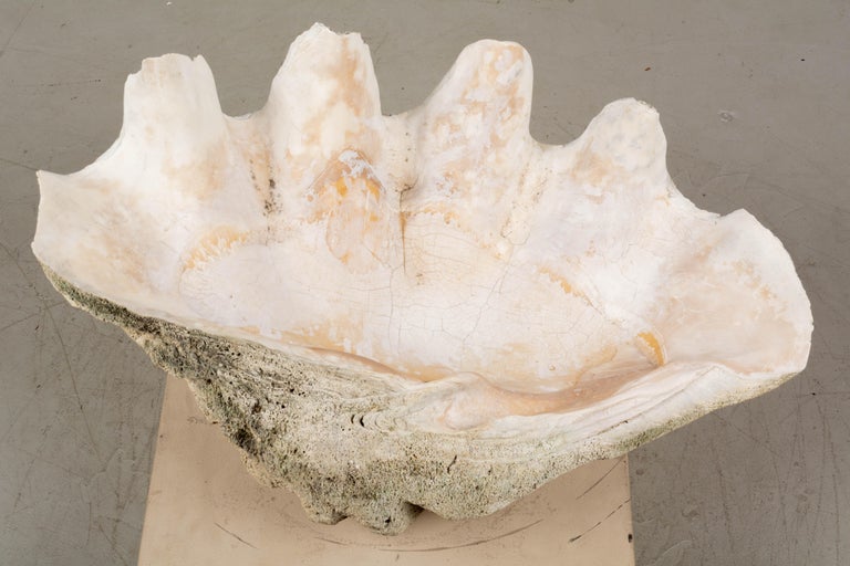 Giant Clam Shell Natural Specimen For Sale at 1stDibs