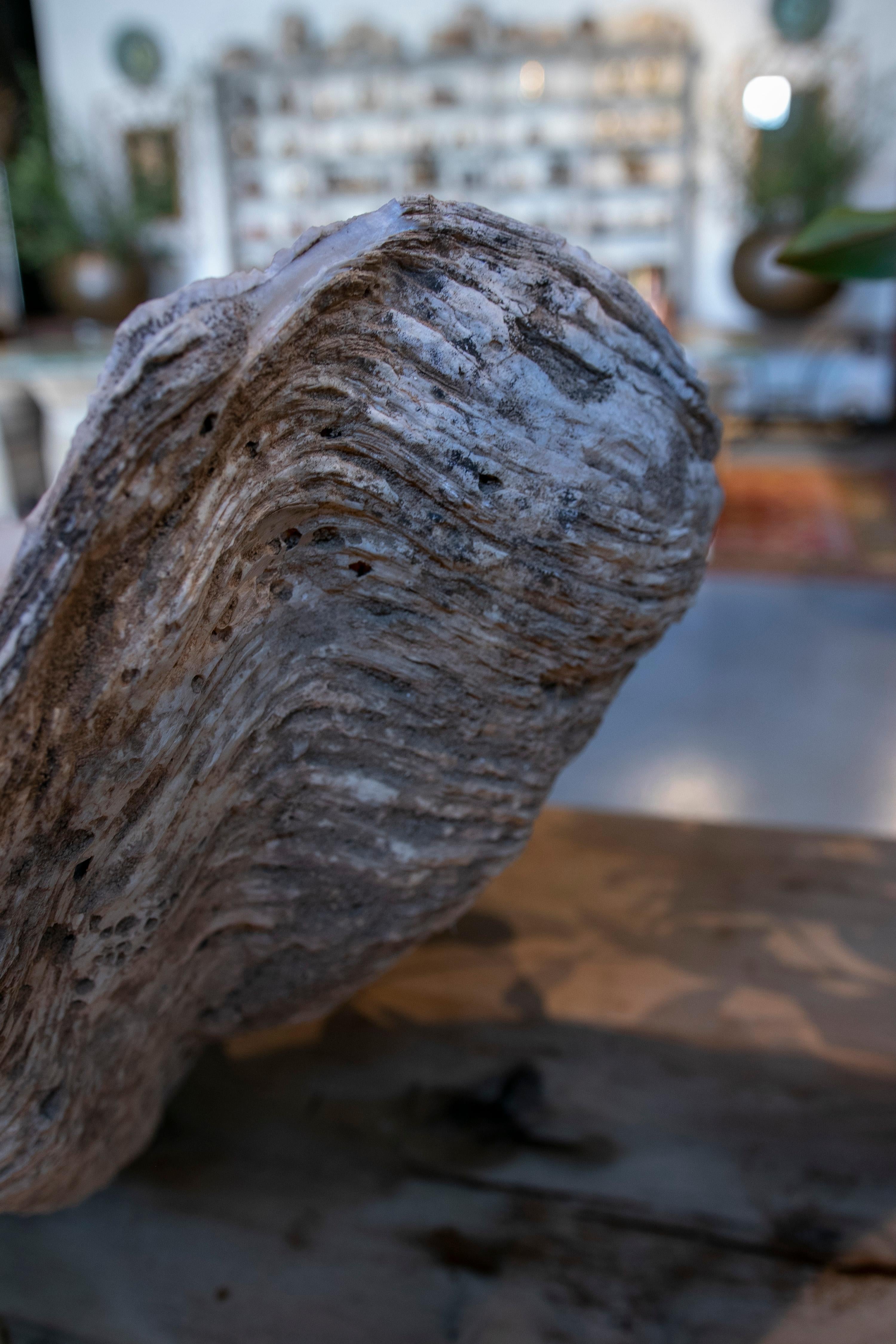 Giant Clam Shell Natural Specimen 6