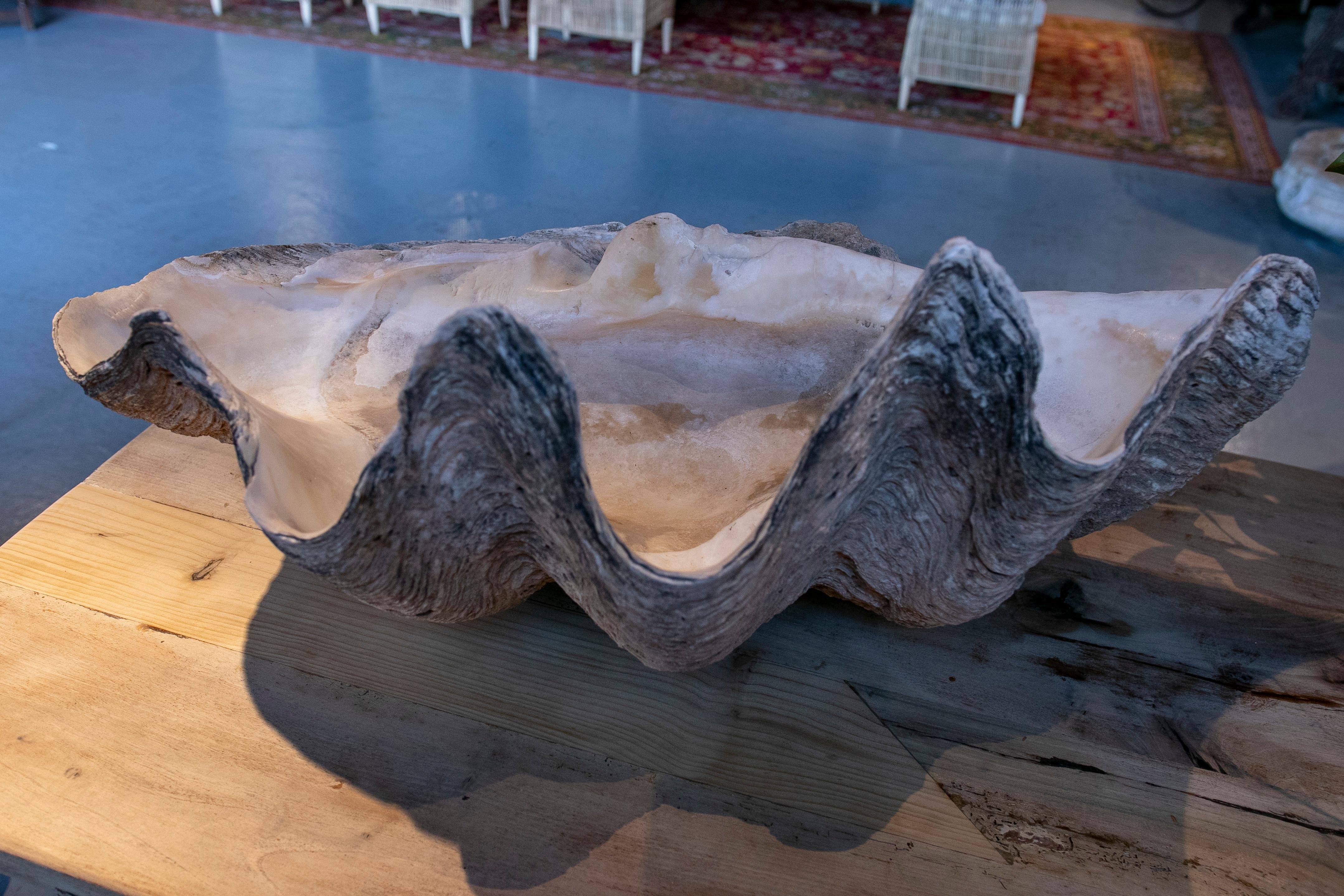 Giant Clam Shell Natural Specimen 7