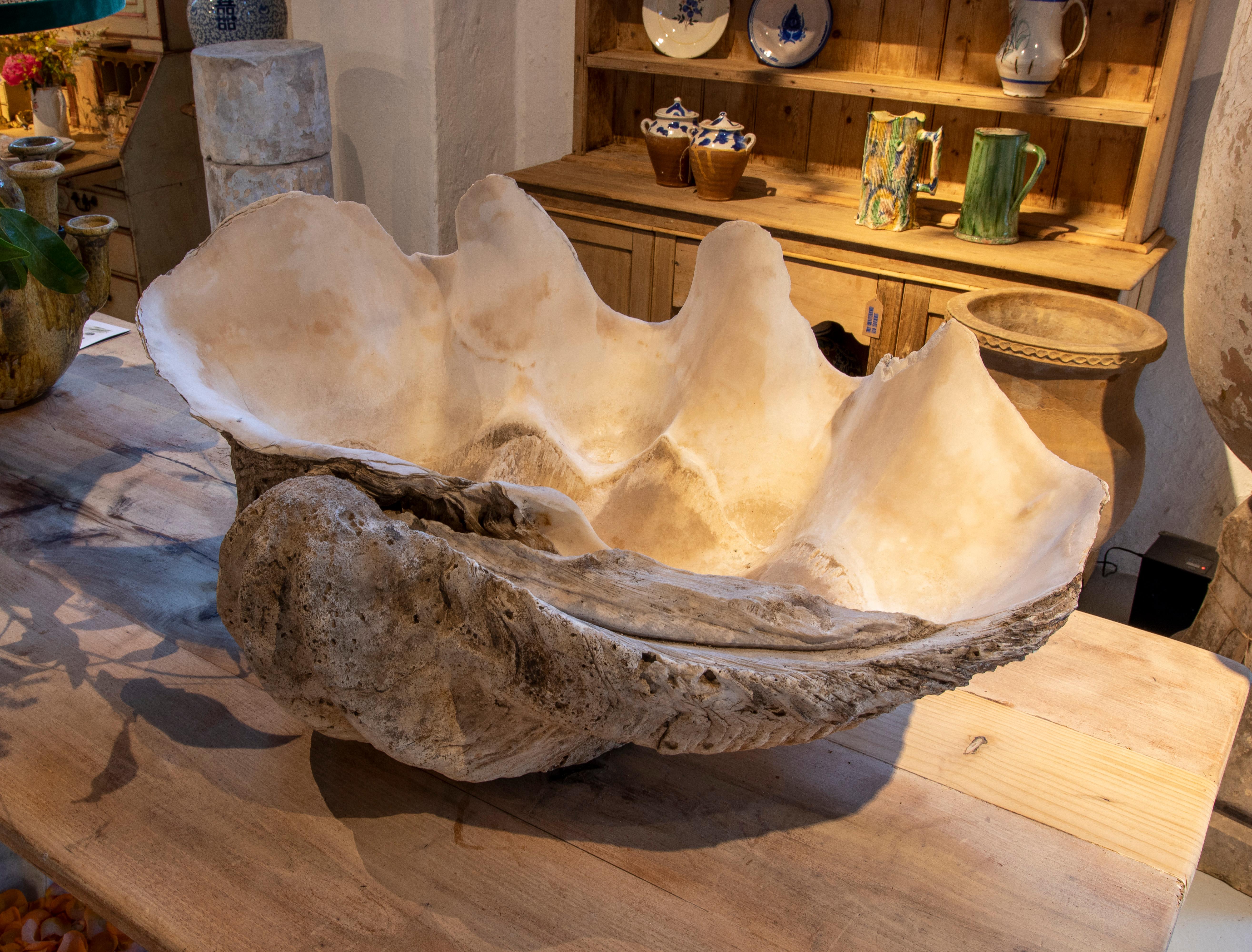 Giant clam shell natural Specimen.