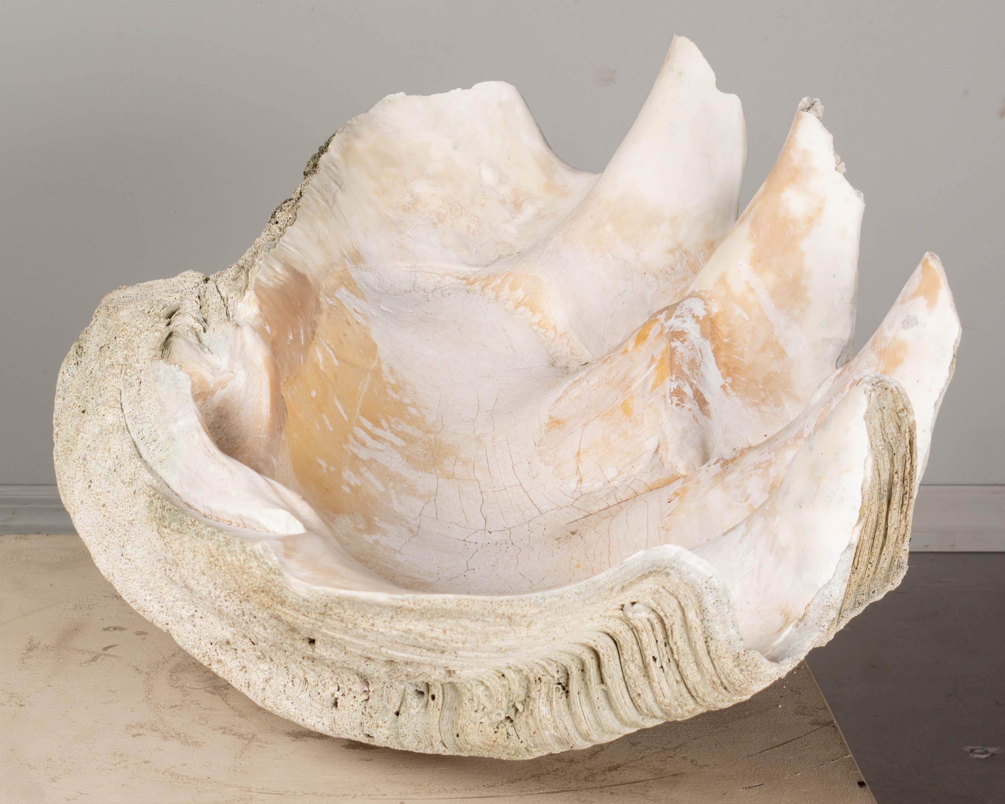 A rare natural specimen giant clam sea shell with lustrous pinkish interior and nicely shaped form. An exceptional decorative element from the natural world. Weight: 150 lbs. Contact us for a competitive shipping quotation. Please refer to photos