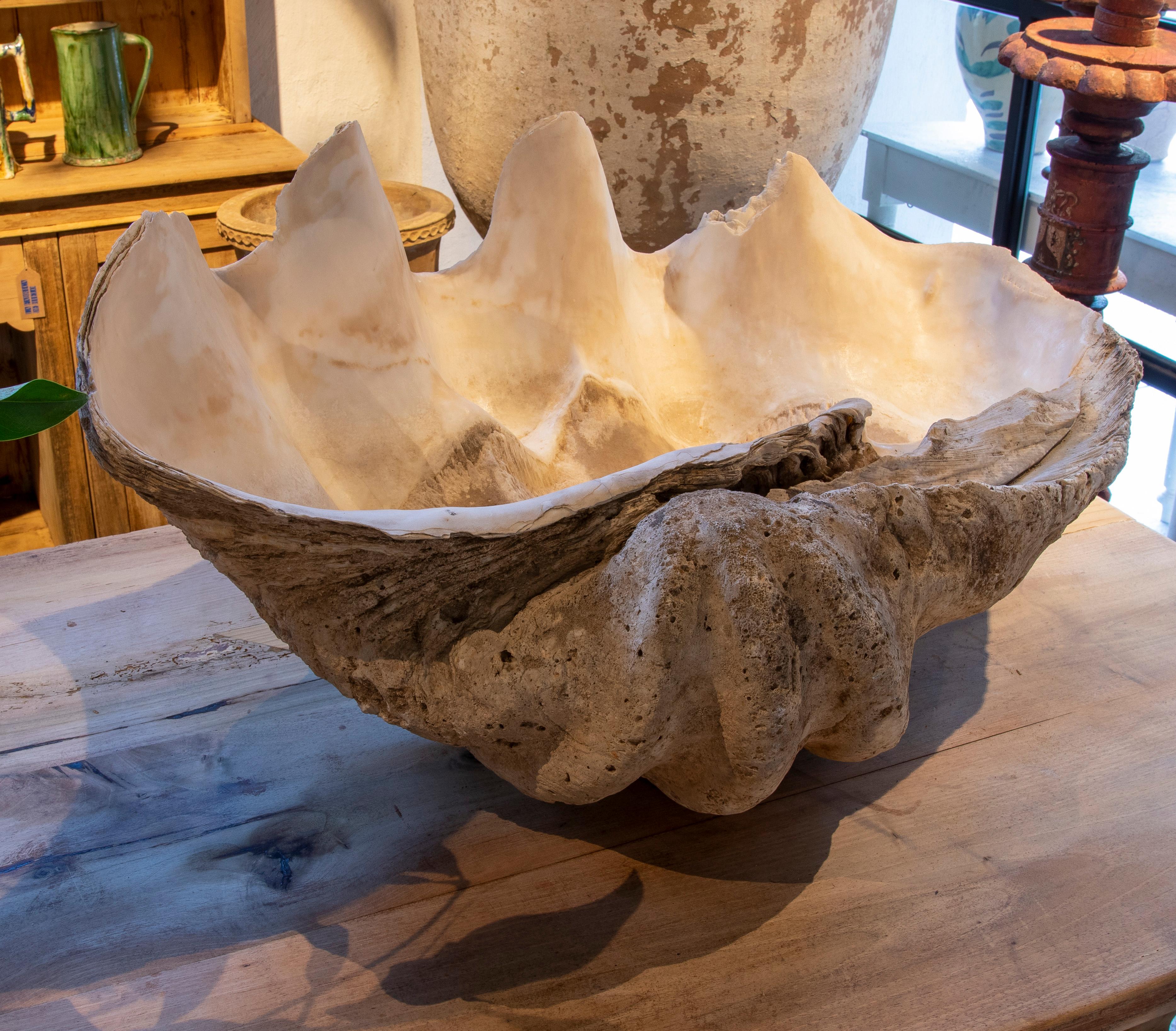 Unknown Giant Clam Shell Natural Specimen