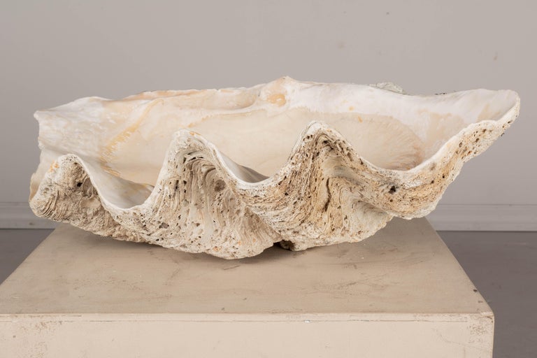Giant Clam Shell Natural Specimen at 1stDibs