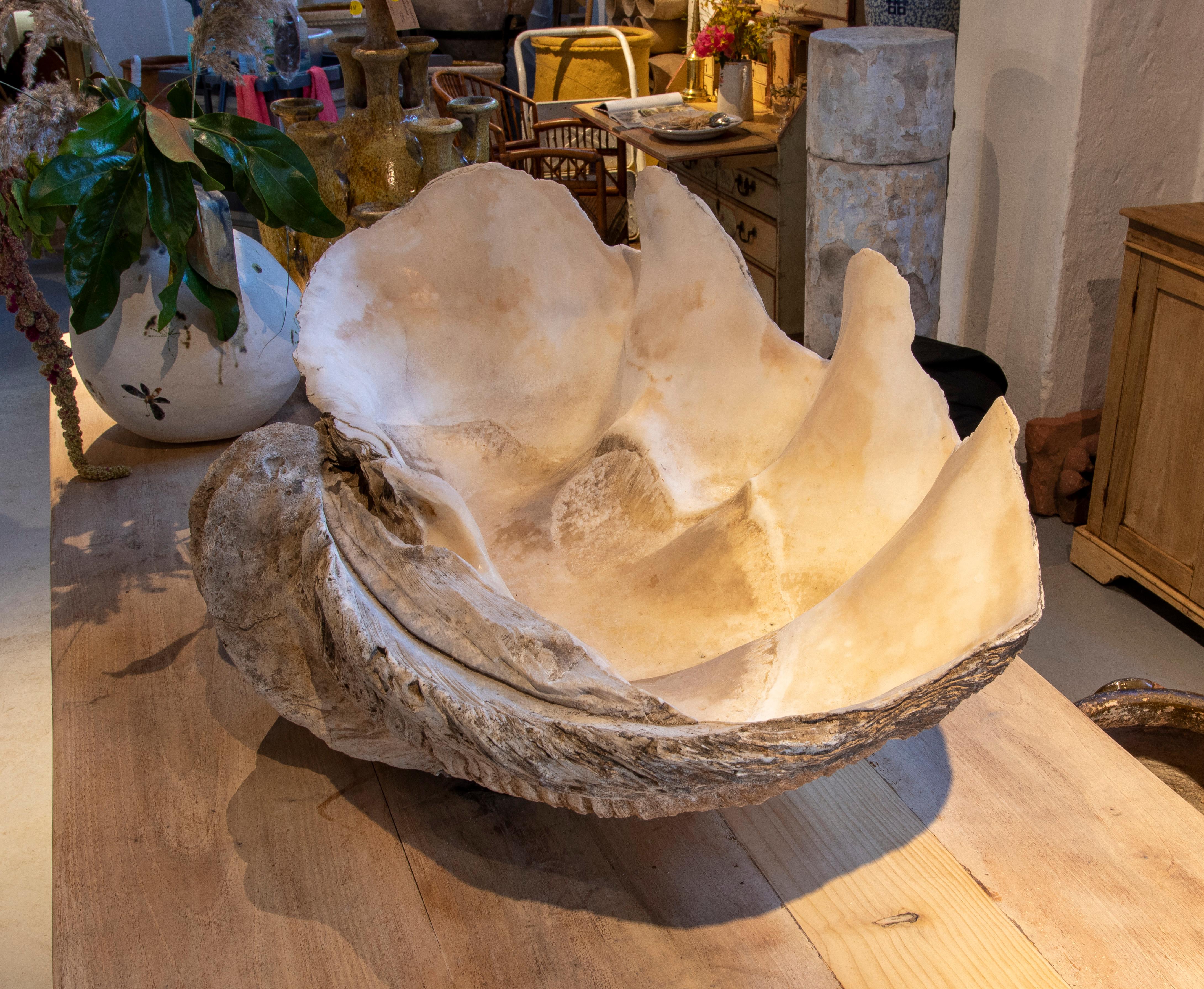 Giant Clam Shell Natural Specimen In Good Condition In Marbella, ES