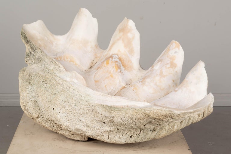 Giant Clam Shell Natural Specimen For Sale at 1stDibs