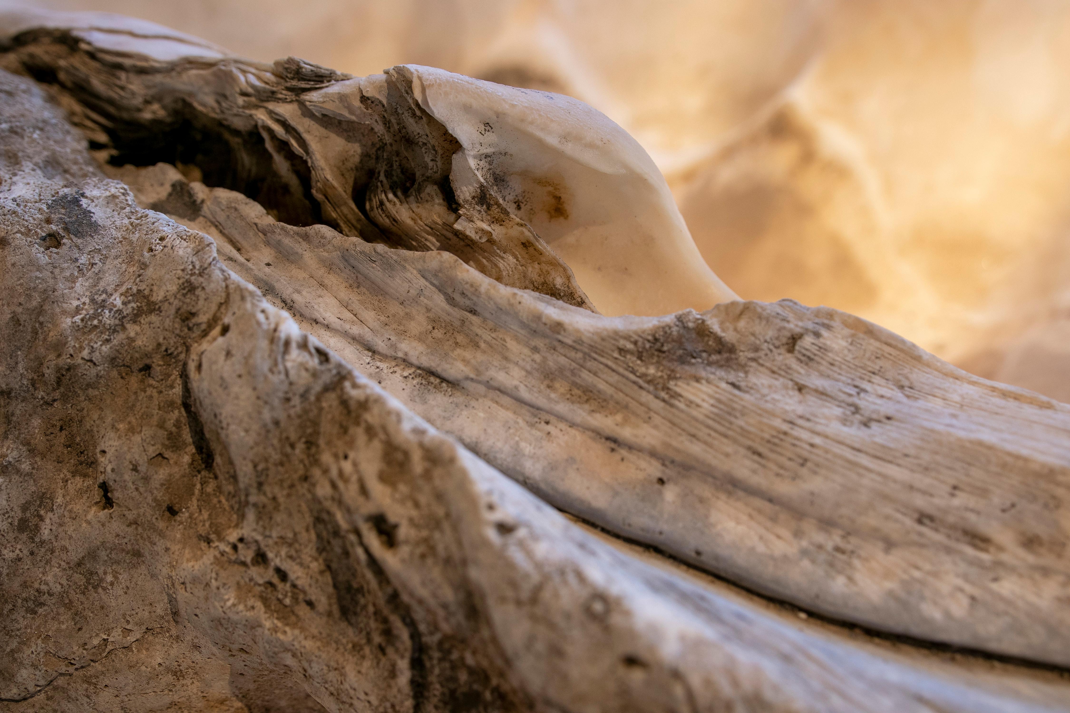 Giant Clam Shell Natural Specimen 2