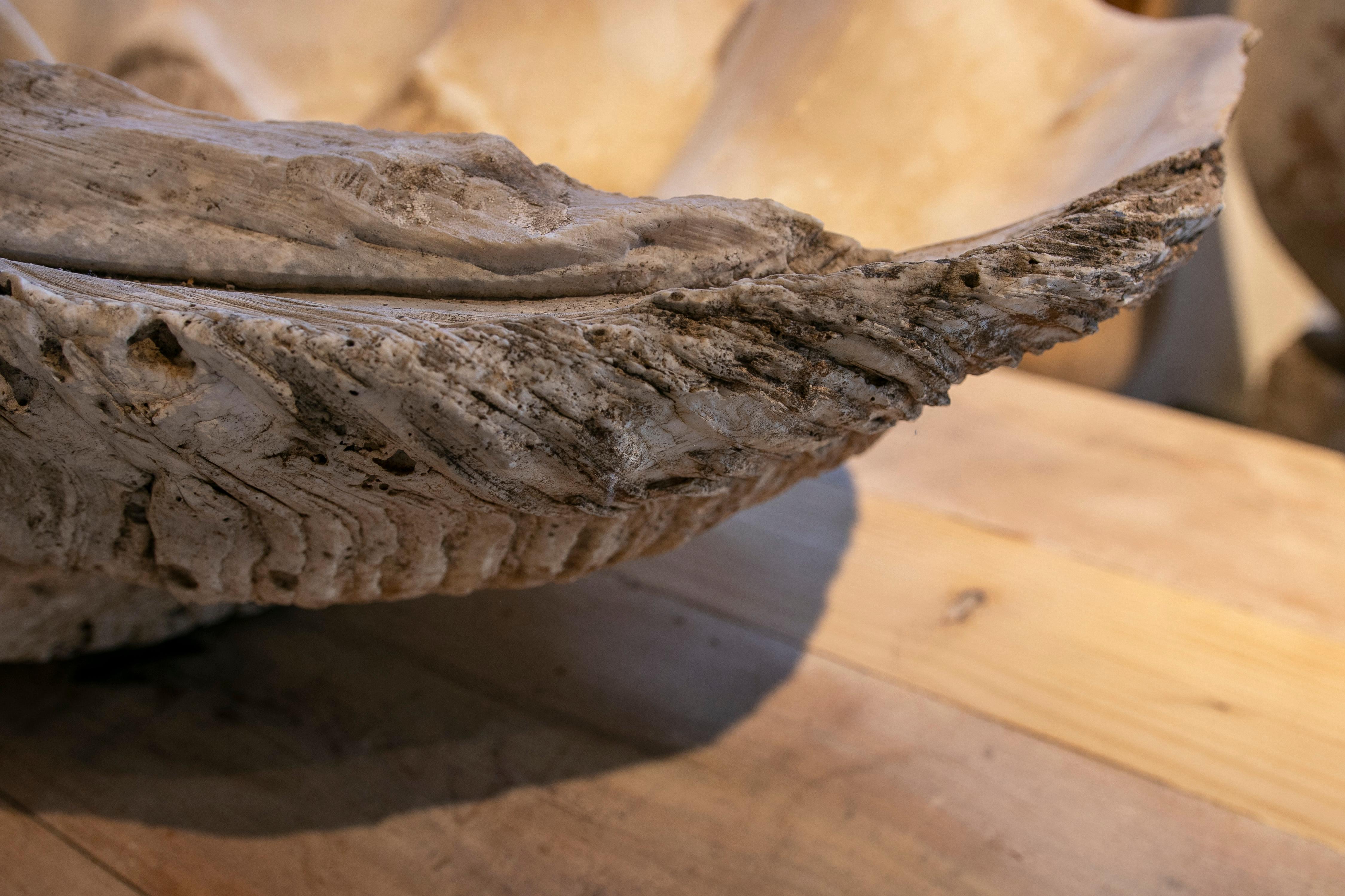 Giant Clam Shell Natural Specimen 3