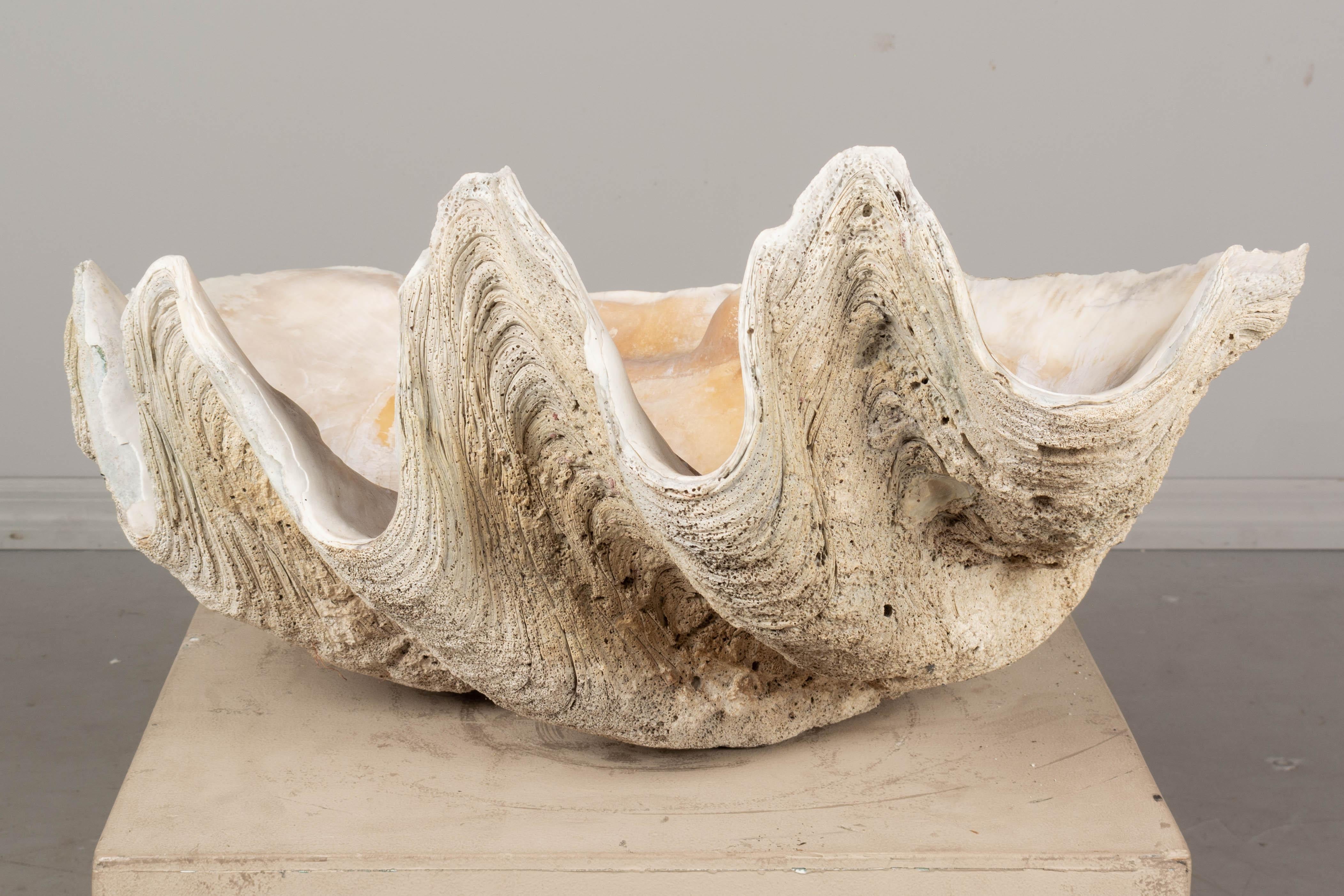 18th Century and Earlier Giant Clam Shell Natural Specimen