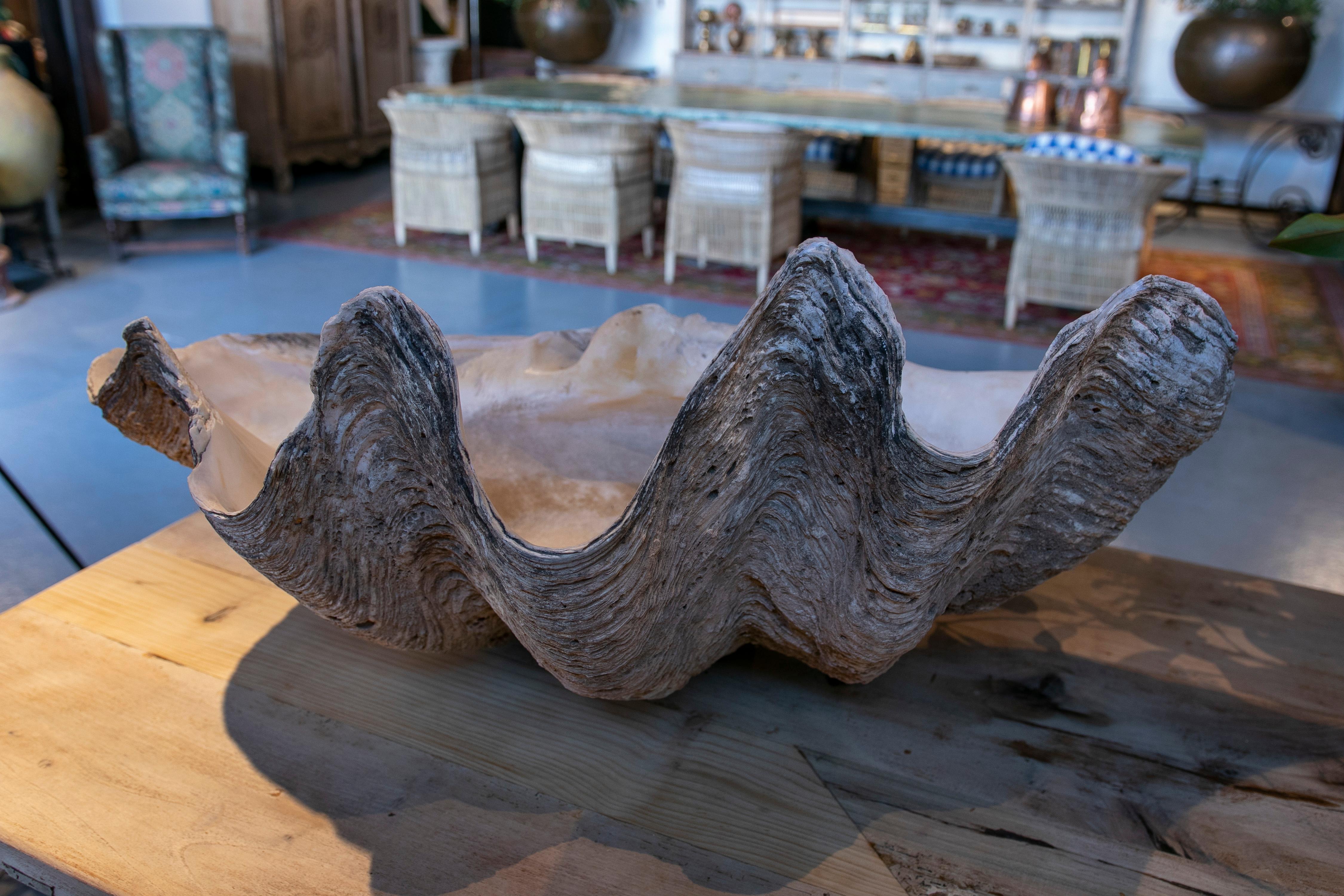 Giant Clam Shell Natural Specimen 4