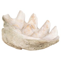 Giant Clam Shell Natural Specimen