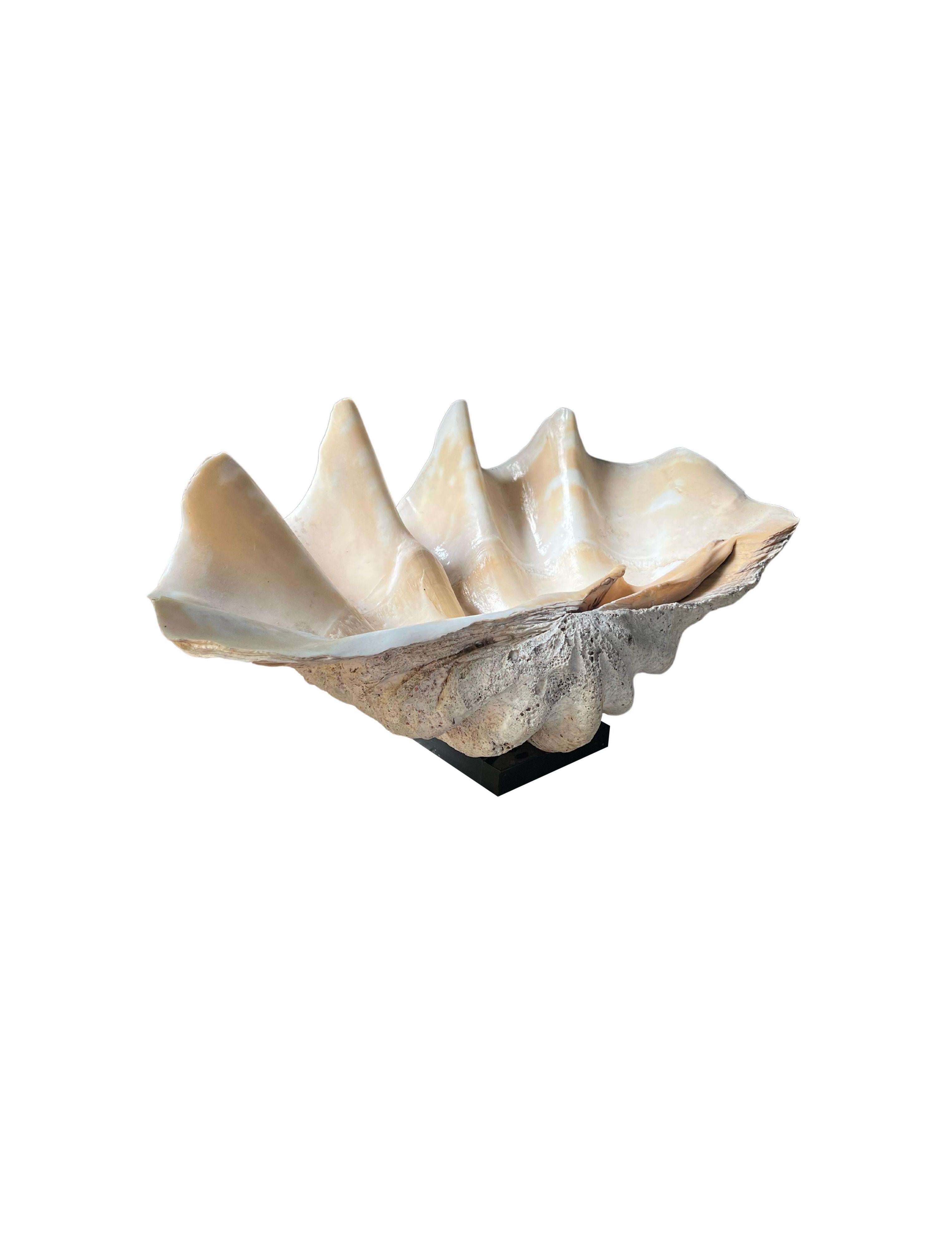 Ein wunderschönes Exemplar einer Riesenmuschel, die aus Indonesien stammt. Das Gehäuse ist auf einem schwarzen Ständer montiert. Muscheln dieser Größe werden oft 100 Jahre oder mehr alt und verankern sich lebenslang im Riff. Eine wunderbare Mischung
