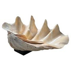 Giant Clam Shell Sourced From Indonesia, mounted on Stand
