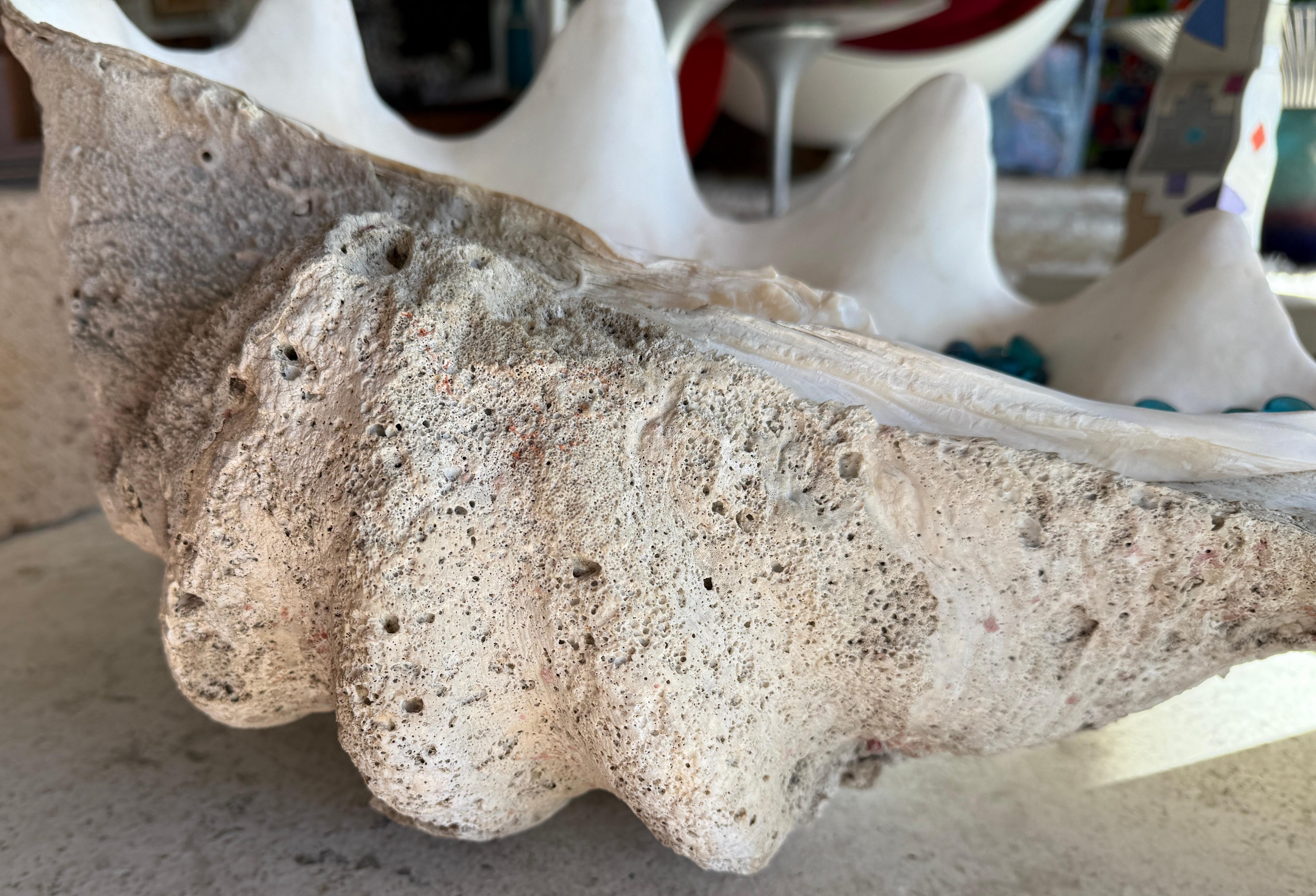 Giant Clam Shell with Glass Beads For Sale 4