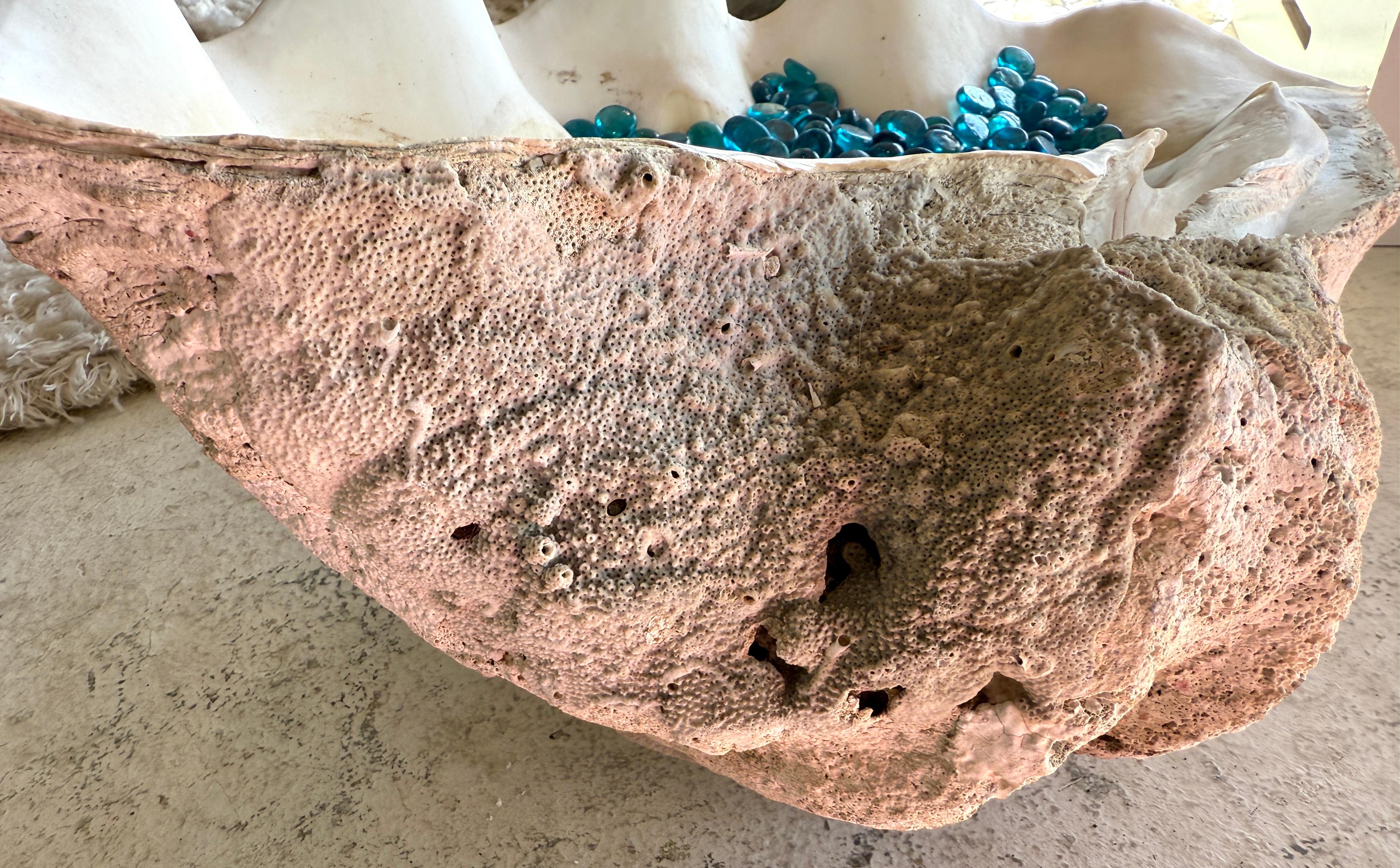 Giant Clam Shell with Glass Beads For Sale 5