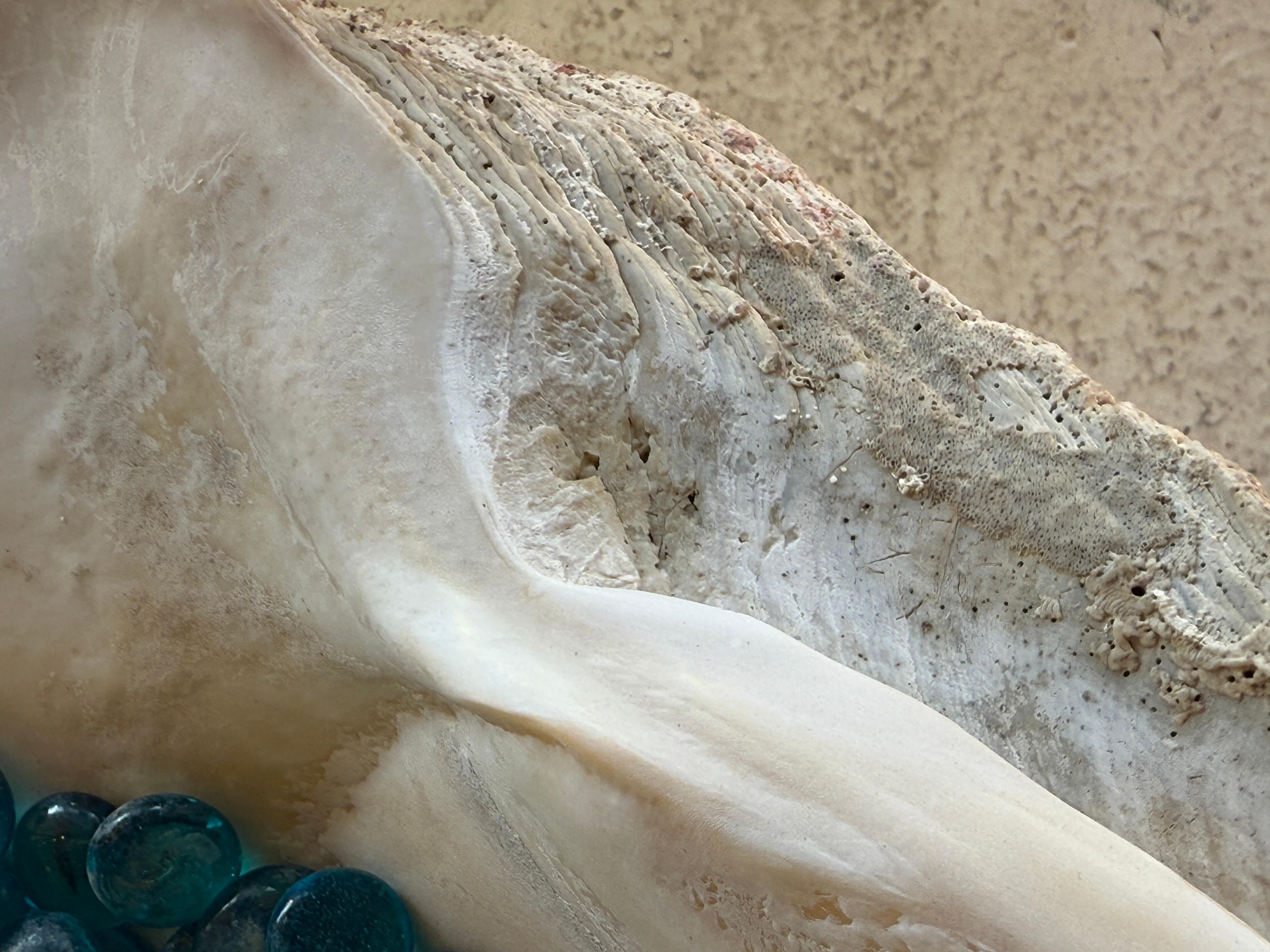 Giant Clam Shell with Glass Beads For Sale 11