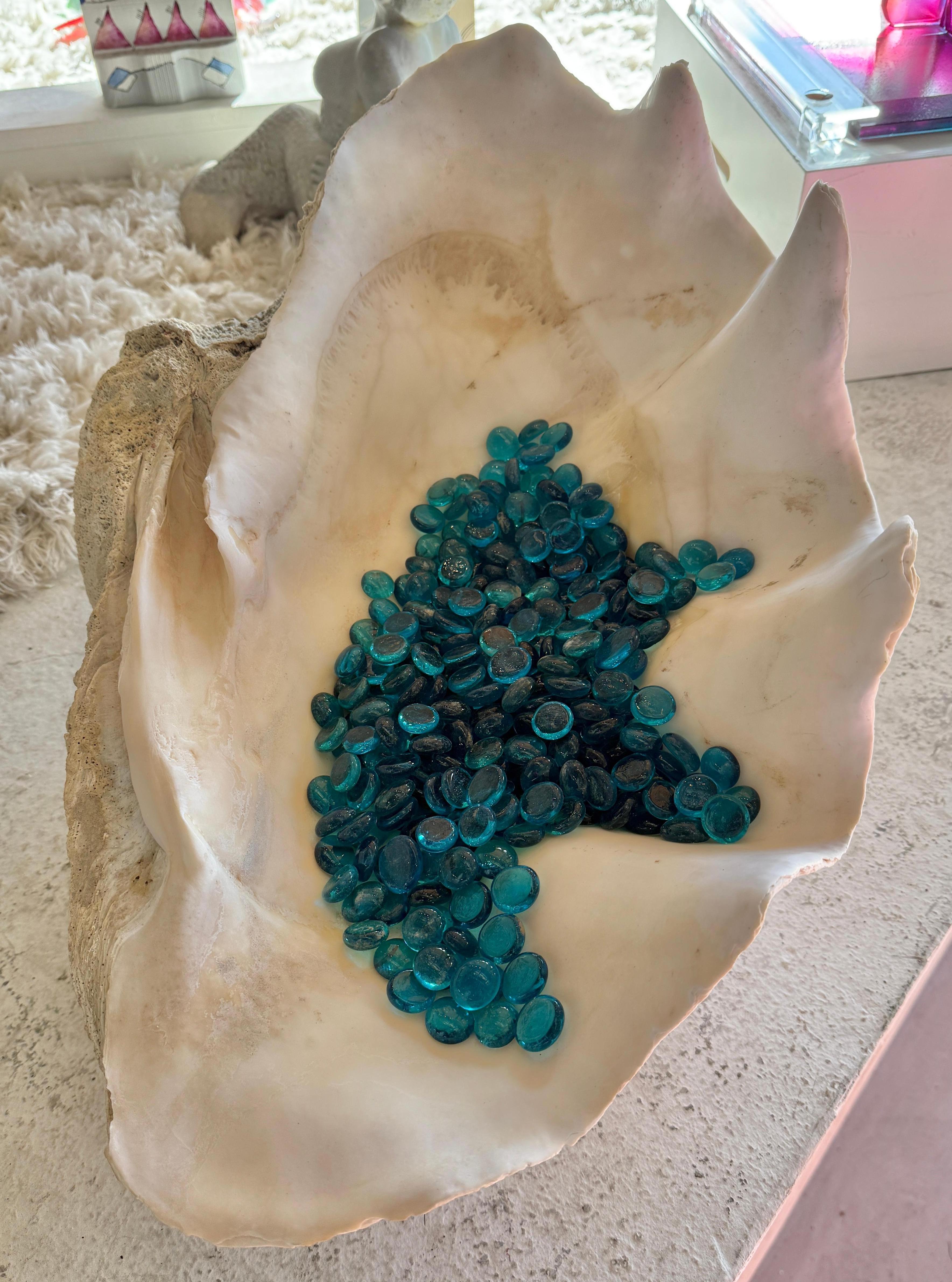 A large natural clamshell we found in a local estate. We’re selling it as we found it filled with blue glass. It is large over 22 inches wide and very heavy.  
This is too heavy to ship by carrier and must be delivered via white glove. 
Natural