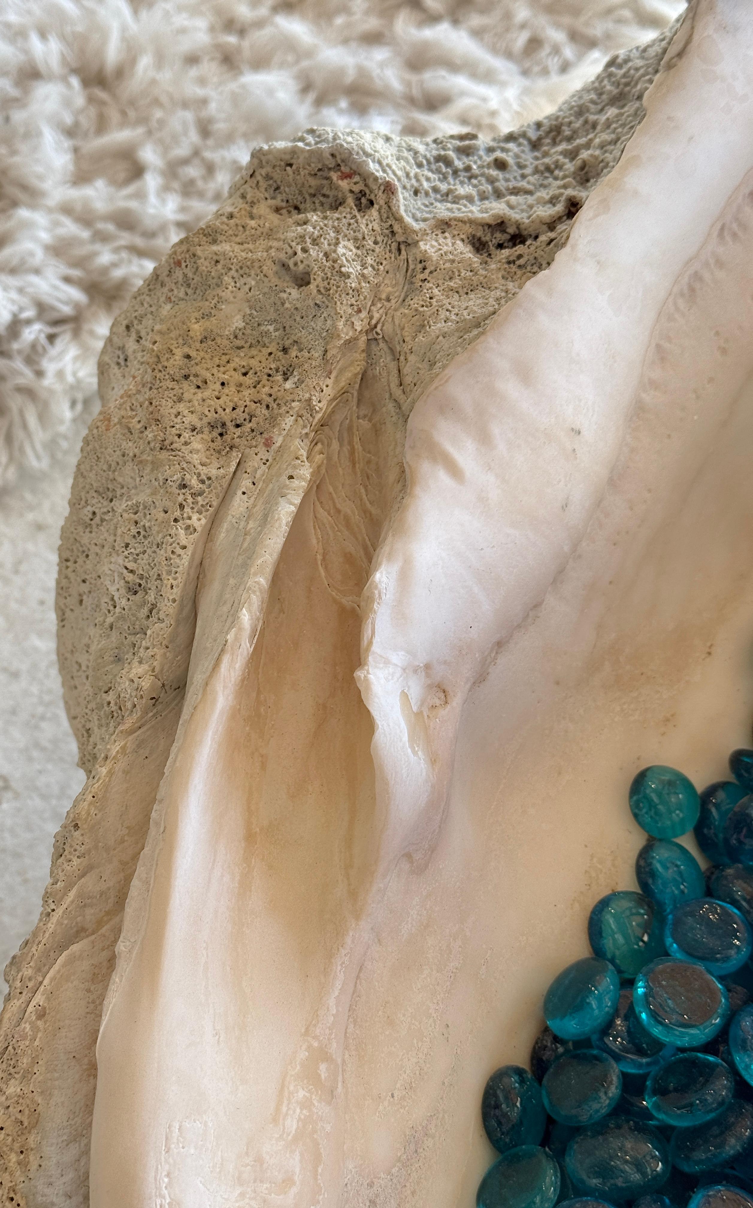 Unknown Giant Clam Shell with Glass Beads For Sale