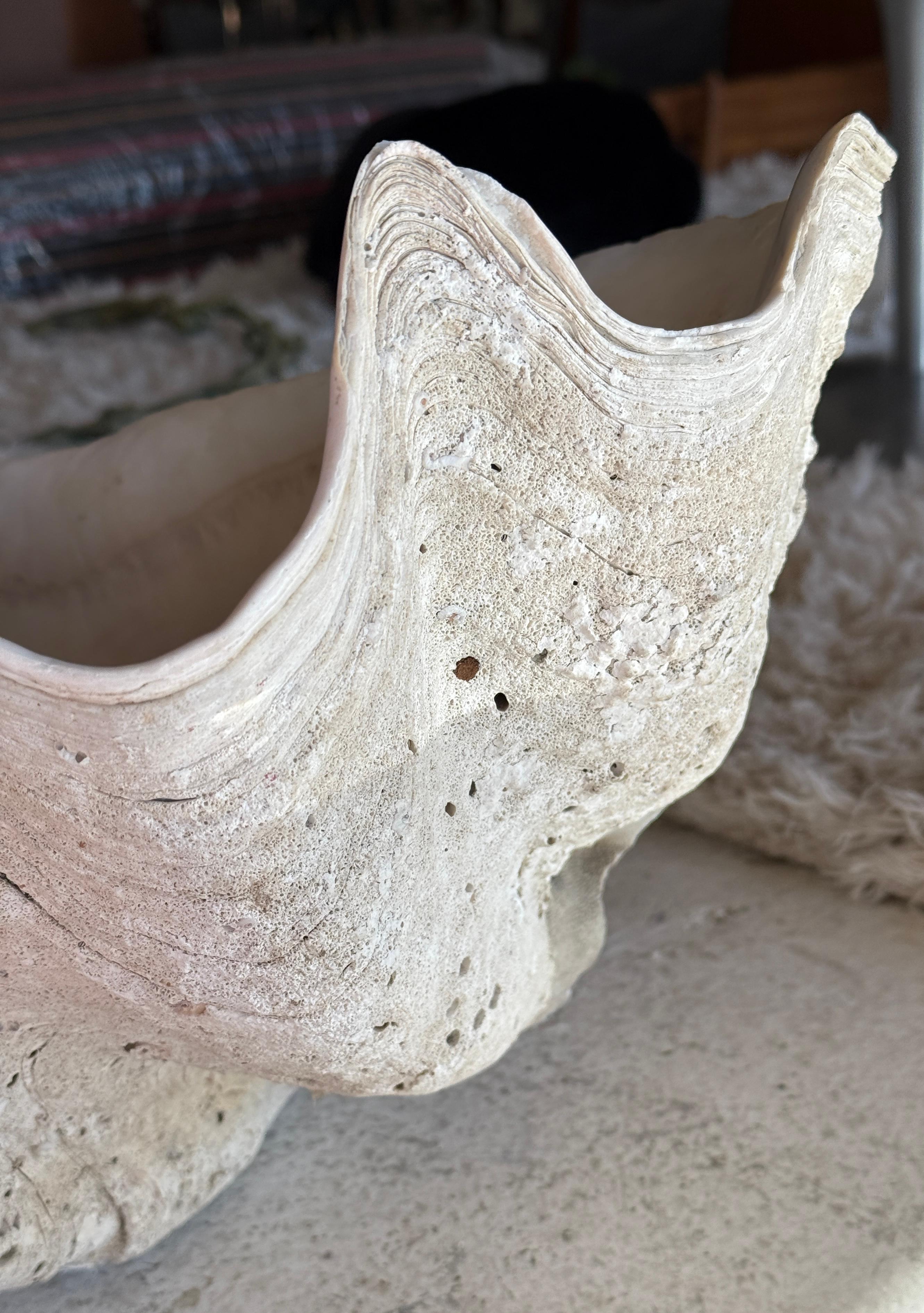 Other Giant Clam Shell with Glass Beads For Sale