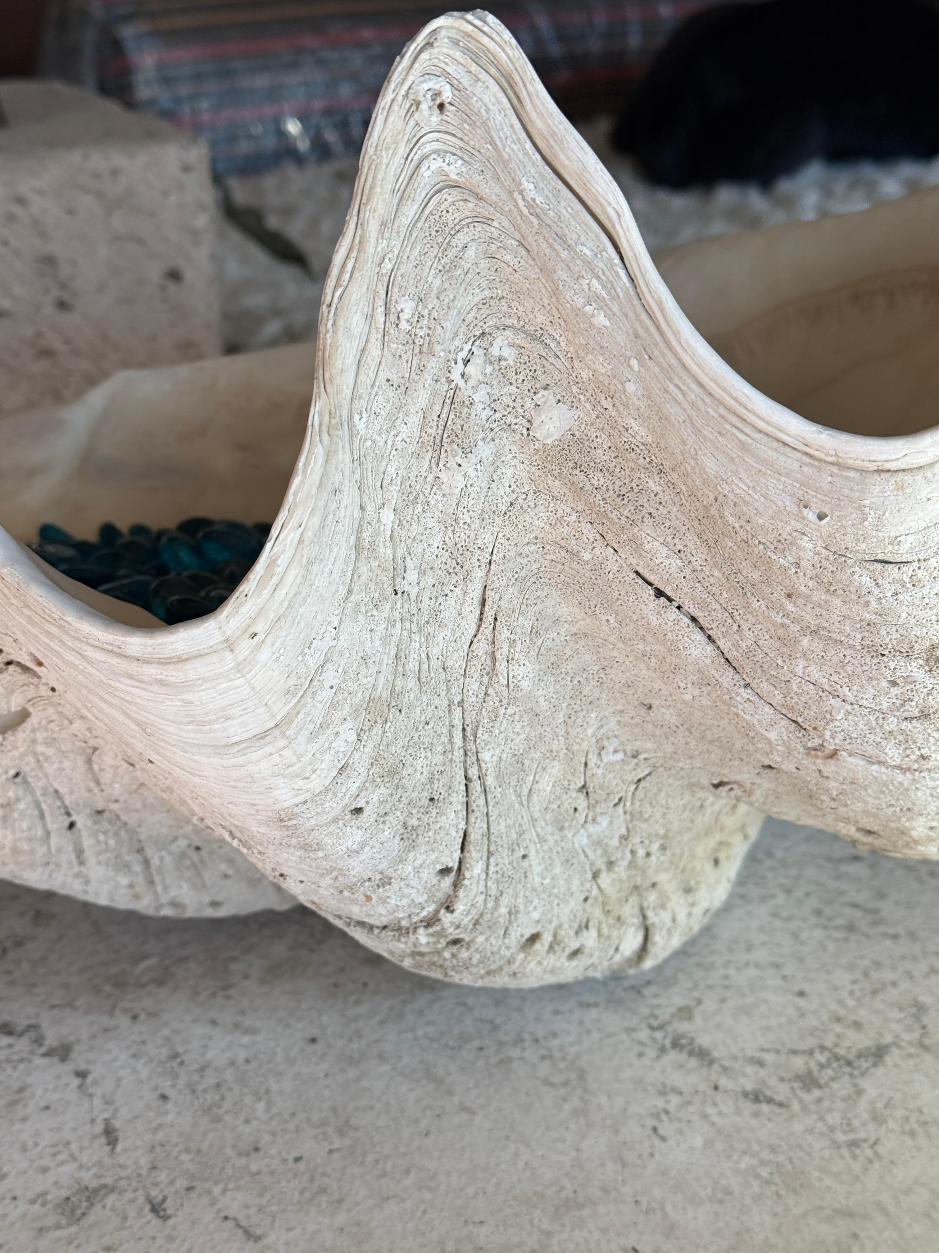Giant Clam Shell with Glass Beads In Good Condition For Sale In Palm Springs, CA