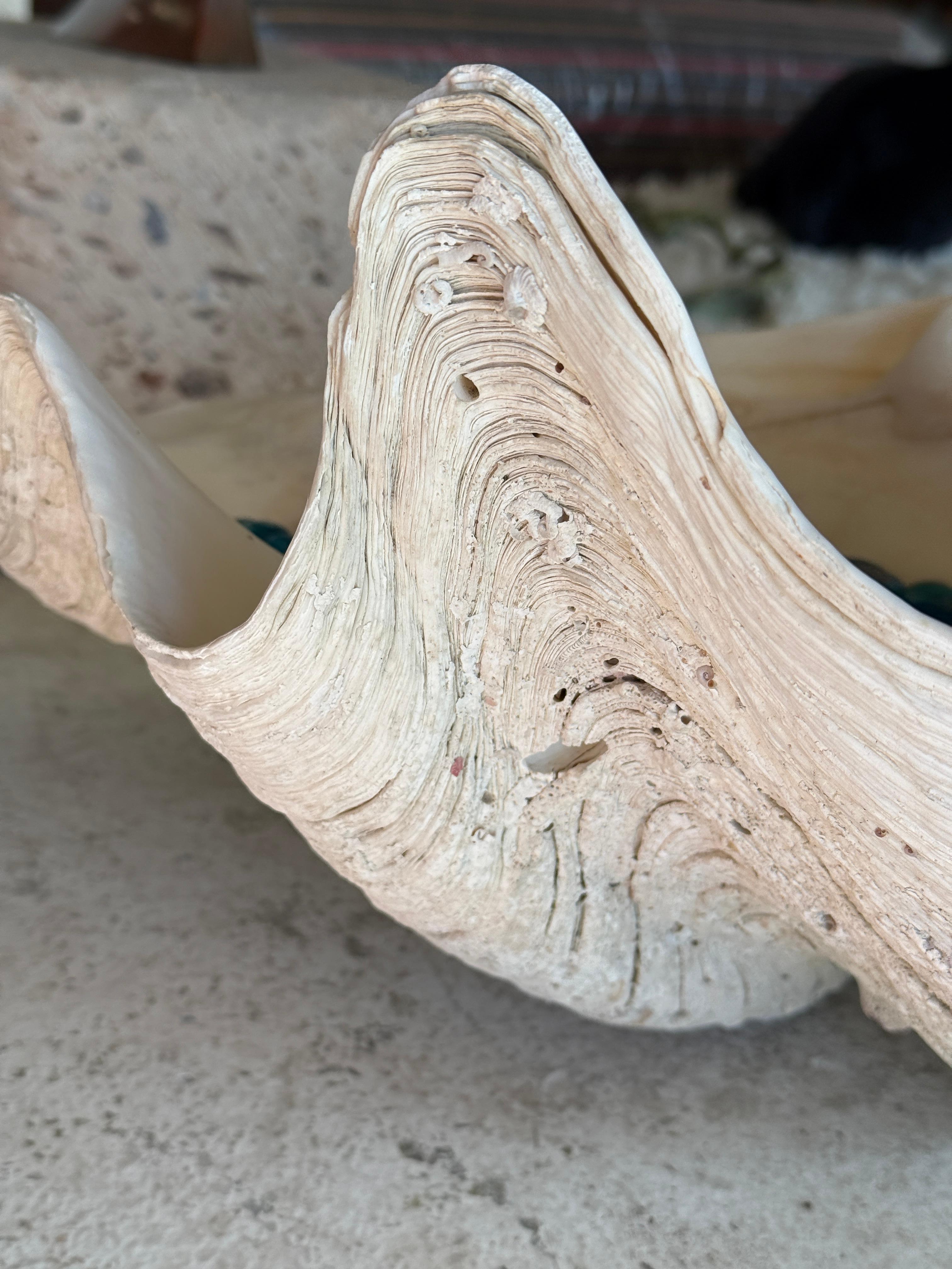 19th Century Giant Clam Shell with Glass Beads For Sale
