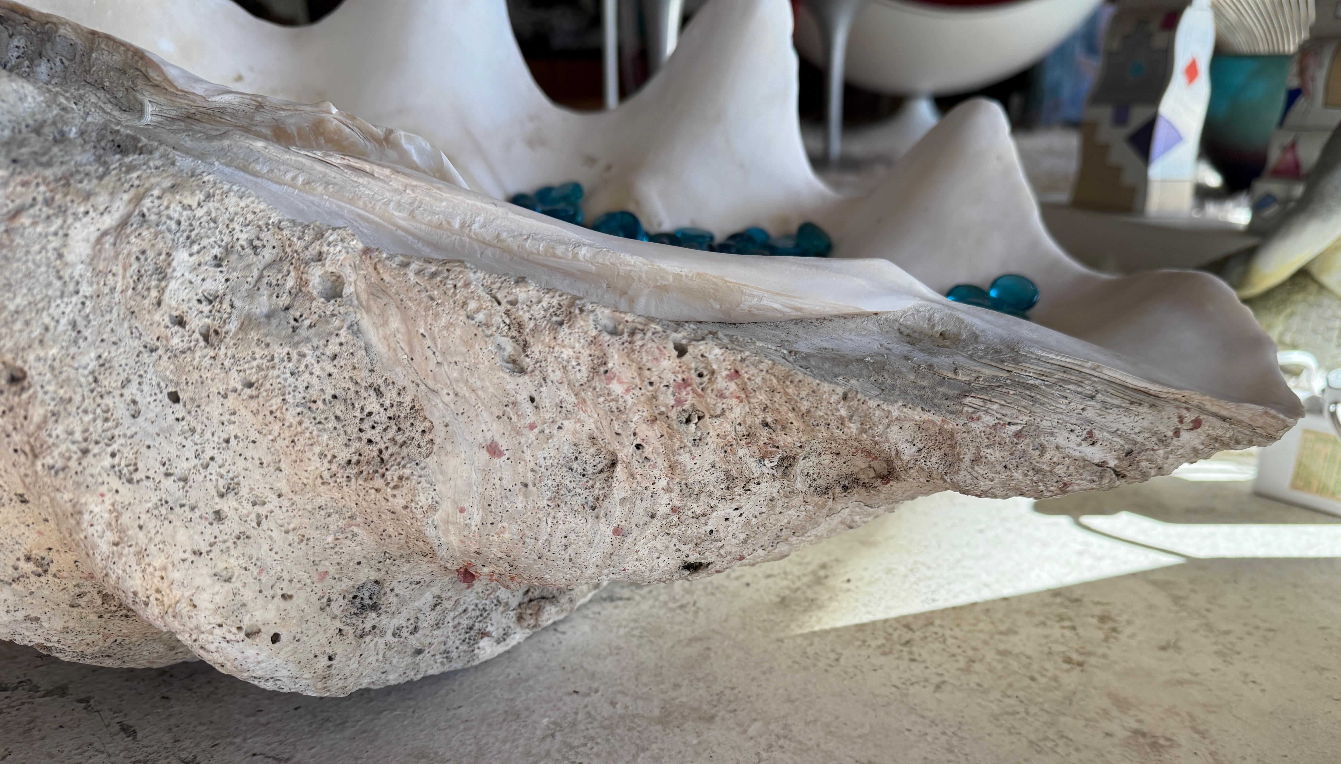 Giant Clam Shell with Glass Beads For Sale 2
