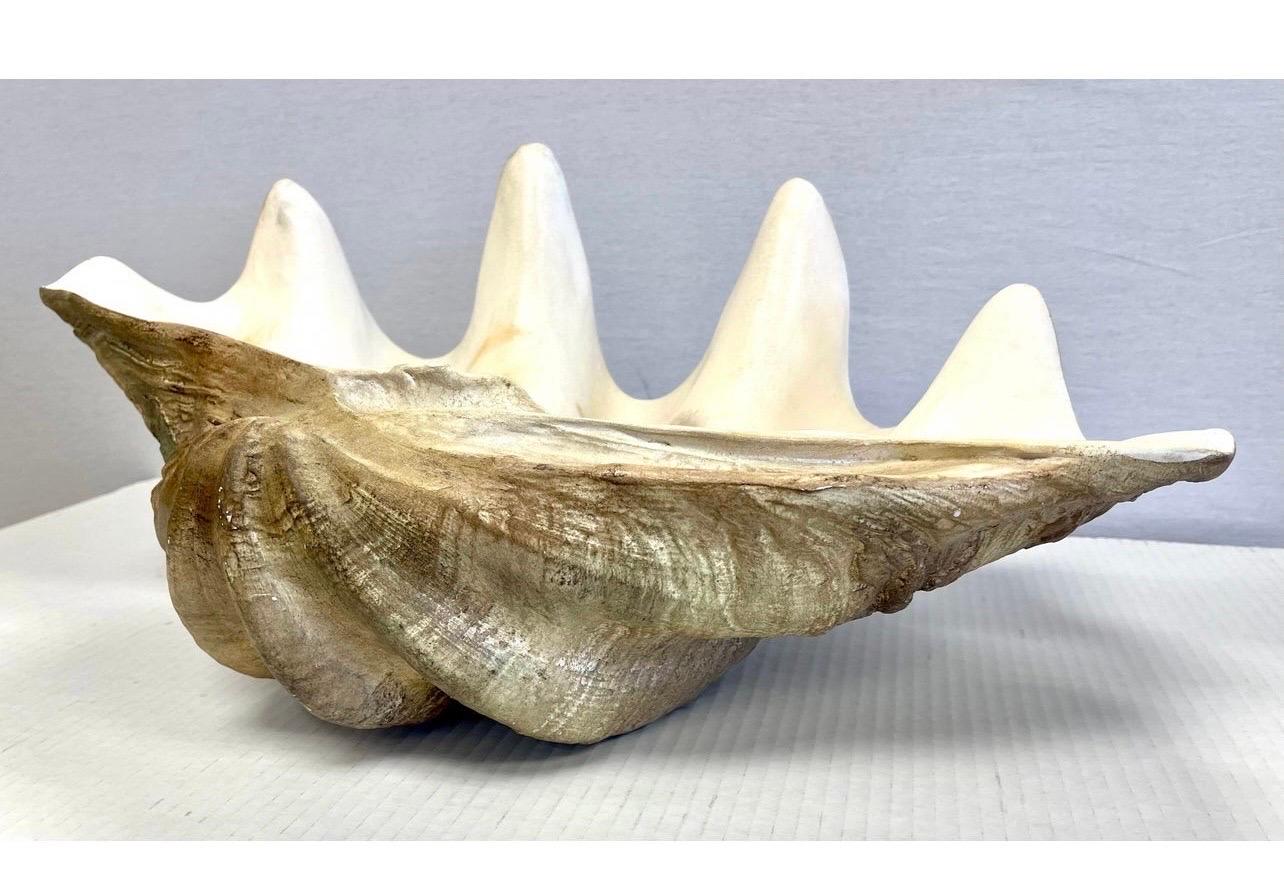 A true statement piece, this realistic clam shell is a sculptural coffee table centerpiece bowl. You can also use to fill decorative bits and baubles. Made of resin which gives it a life like, read real clam shell look. Colors are natural ivory,