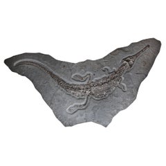 Retro Giant Crocodile Fossil Wall Plate, Germany. 180 Million Years Old.