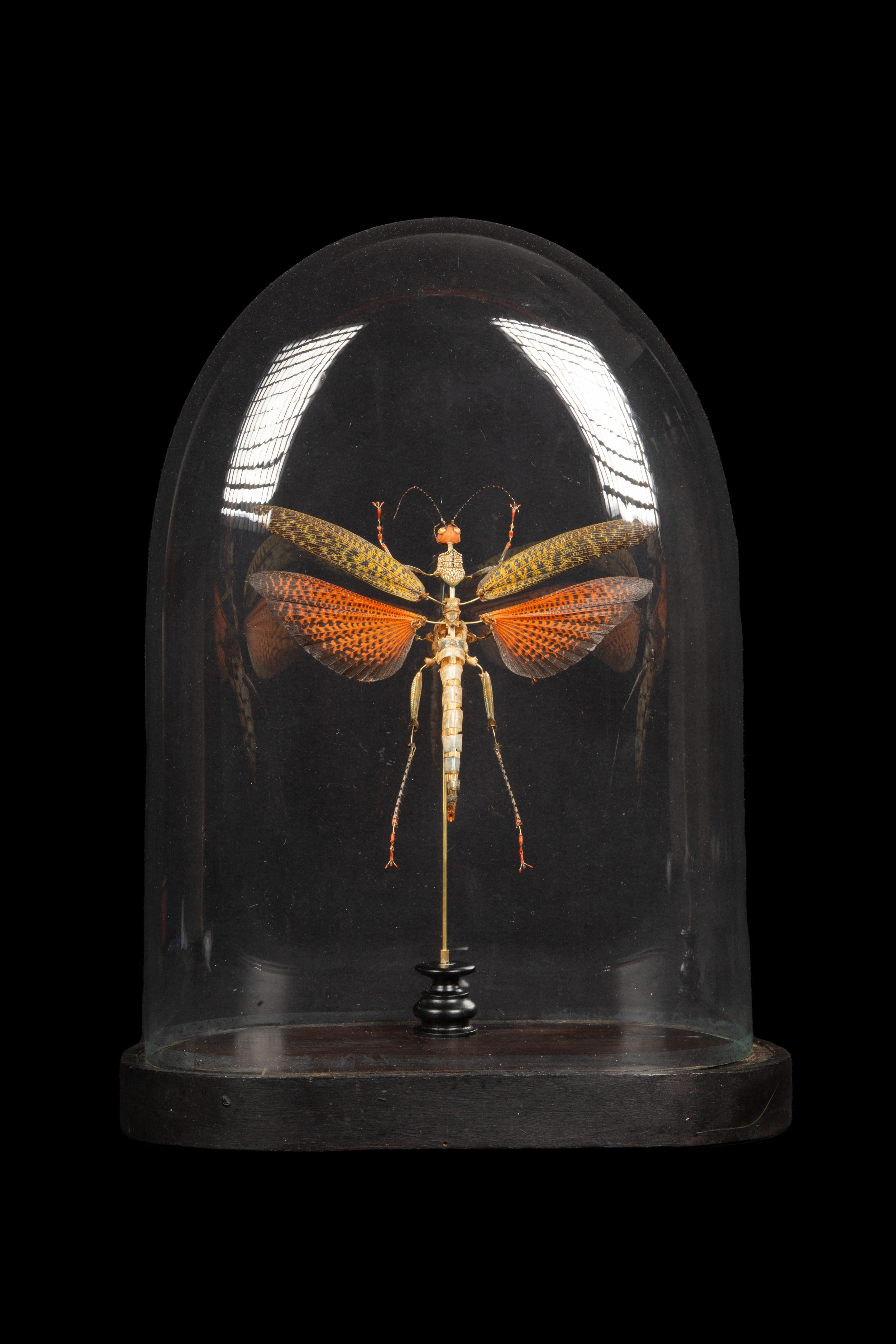 Giant Deconstructed Grass Hopper (Tropidacris dux) under an antique glass dome.

Tropidacris belongs to the Romaleidae family and is a genus of grasshoppers found in Central and Southern America. These grasshoppers are known for their impressive