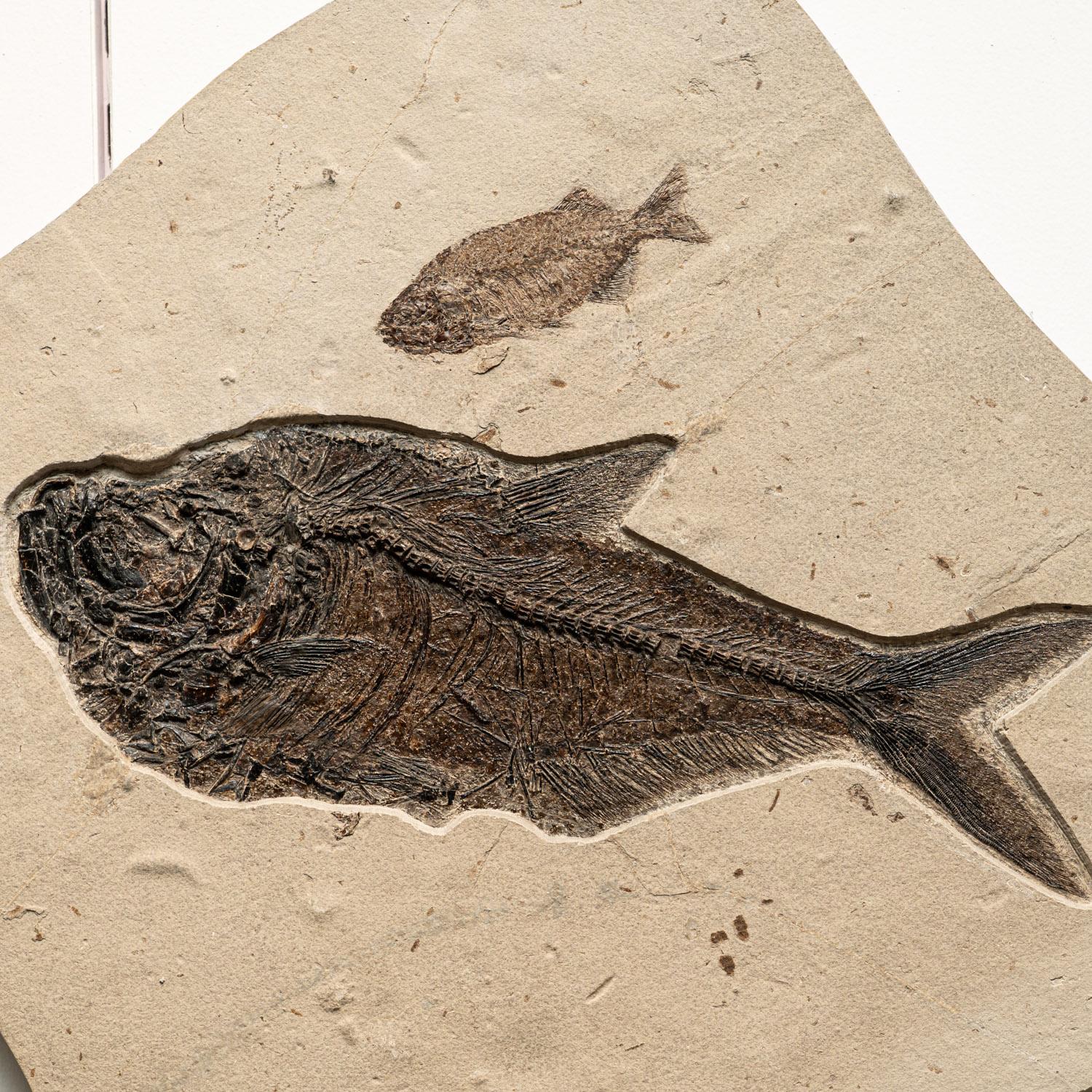 Esta gran placa fósil es increíblemente única, pues presenta un Diplomystus dentatus alargado junto con dos Cockerellites (Priscacara) liops, fosilizados en su matriz natural. Toda la pieza está revestida de madera para mayor estabilidad y comodidad