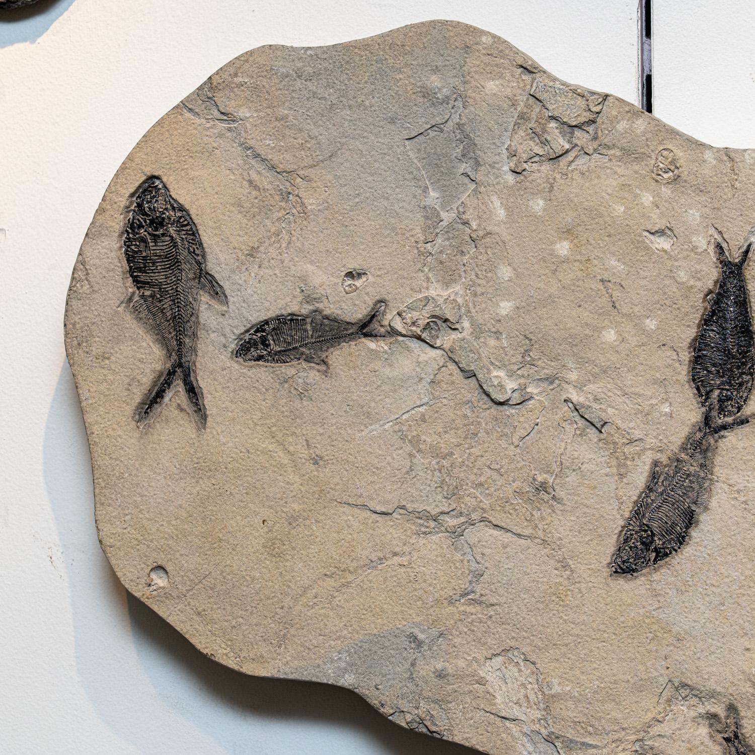 Esta gran placa fósil es increíblemente única, pues presenta un Diplomystus dentatus alargado junto con dos Cockerellites (Priscacara) liops, fosilizados en su matriz natural. Toda la pieza está revestida de madera para mayor estabilidad y comodidad