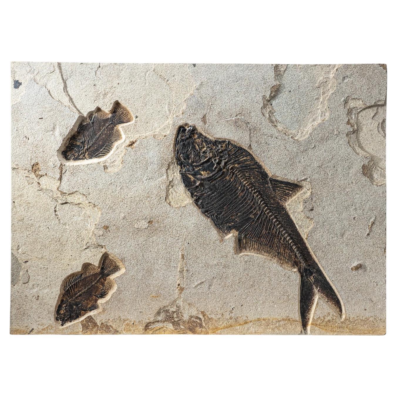 Fossil of Fish at 1stDibs