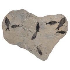 Piatto fossile di pesce gigante Diplomytus e Cockerellites