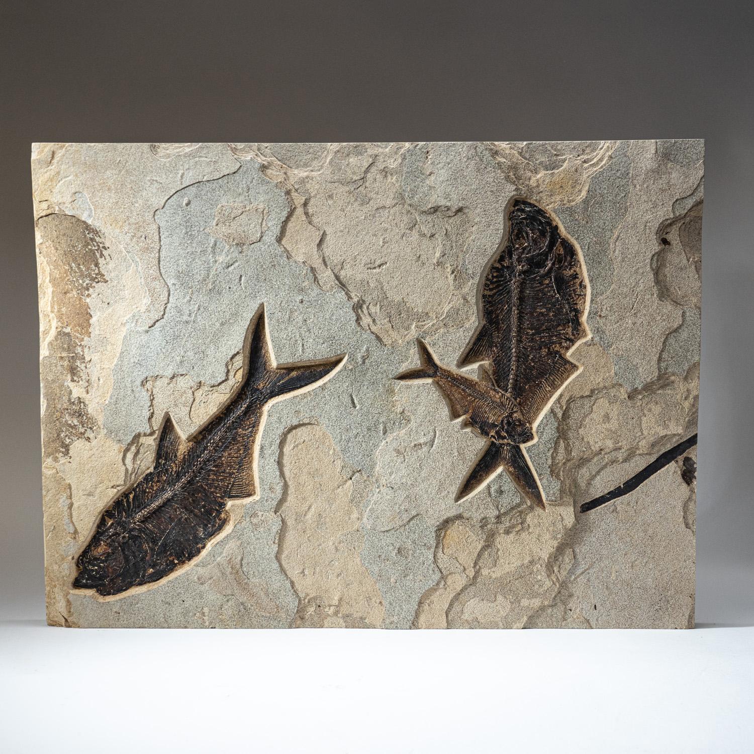 60-Pound fossil plate, with three stunning, fossilized Diplomytus fish in their natural matrix. Towards the right side of this piece, there is a beautiful overlap of two fish. This is an uncommon find. The entire piece has been backed with wood for