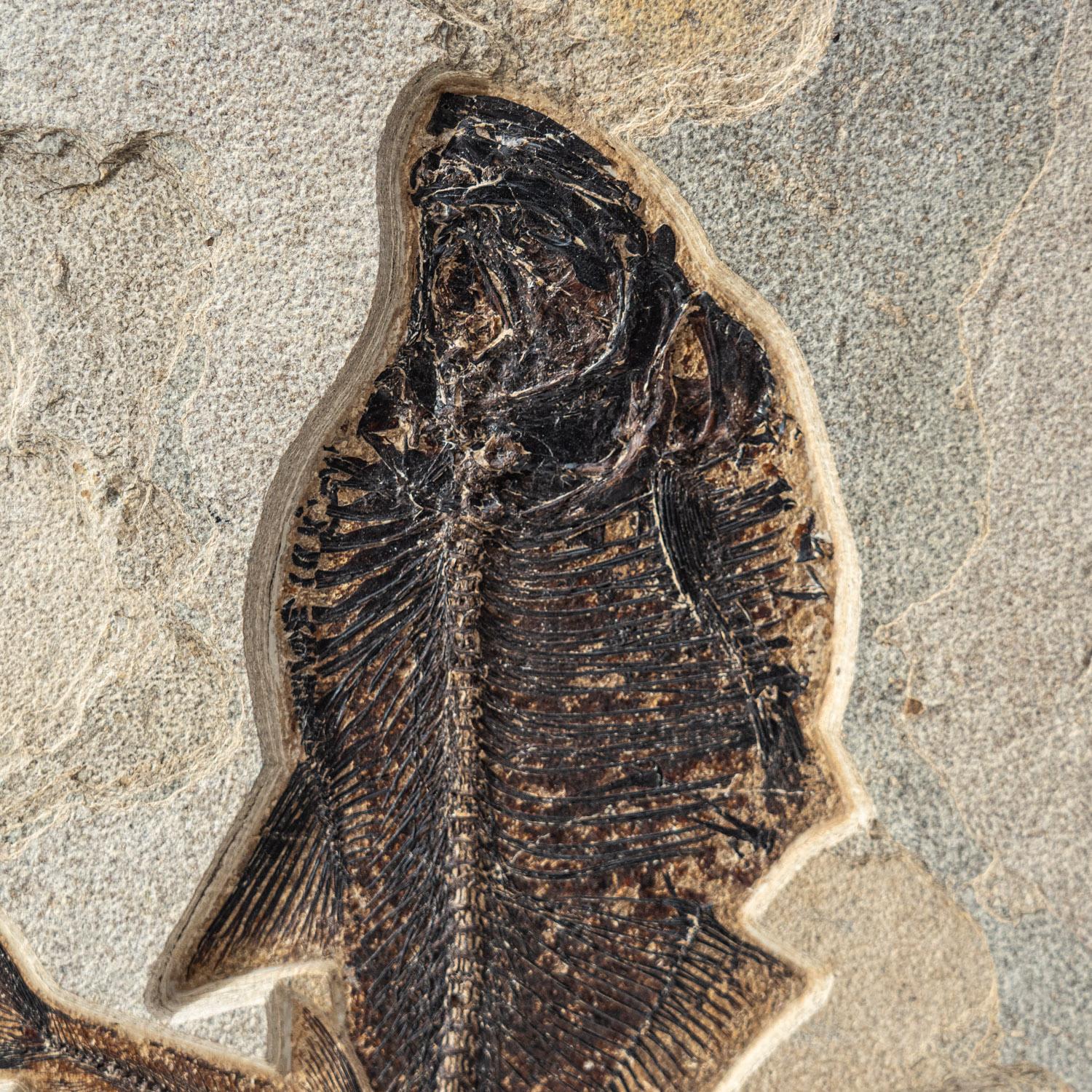 Assiette fossile géante naturelle Diplomytus (60,2 lbs) Excellent état - En vente à New York, NY