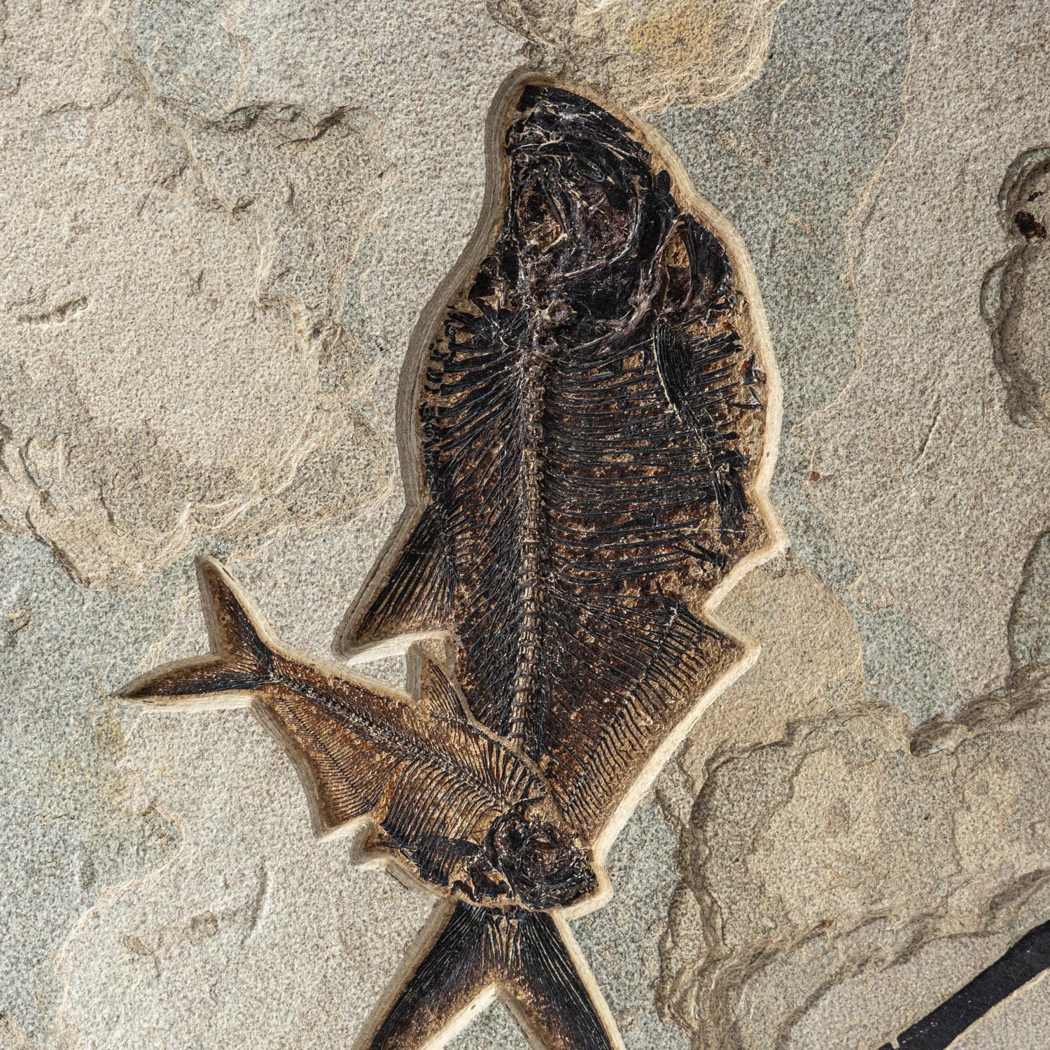 Autre Assiette fossile géante naturelle Diplomytus (60,2 lbs) en vente