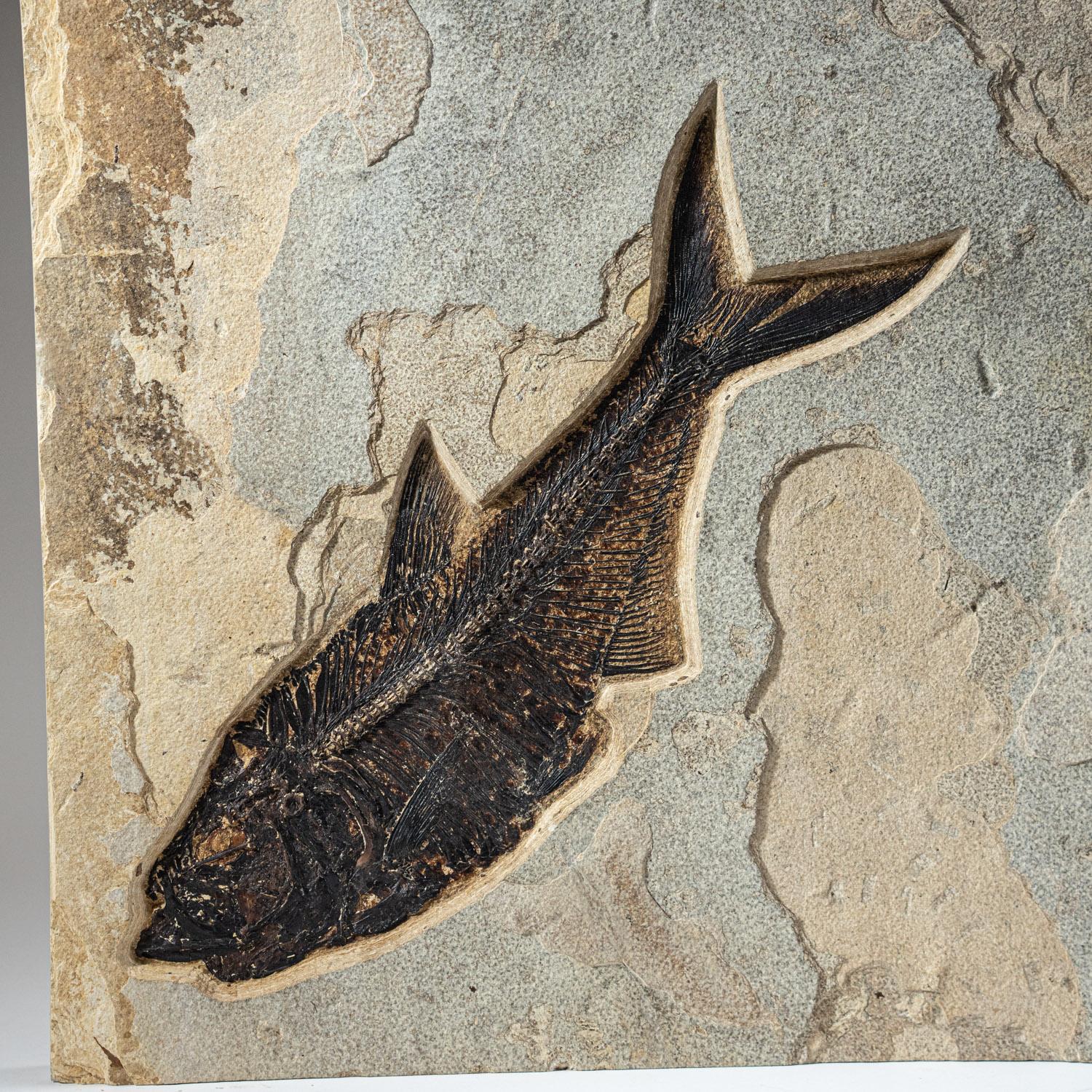18th Century and Earlier Natural Giant Diplomytus Fish Fossil Plate (60.2 lbs) For Sale