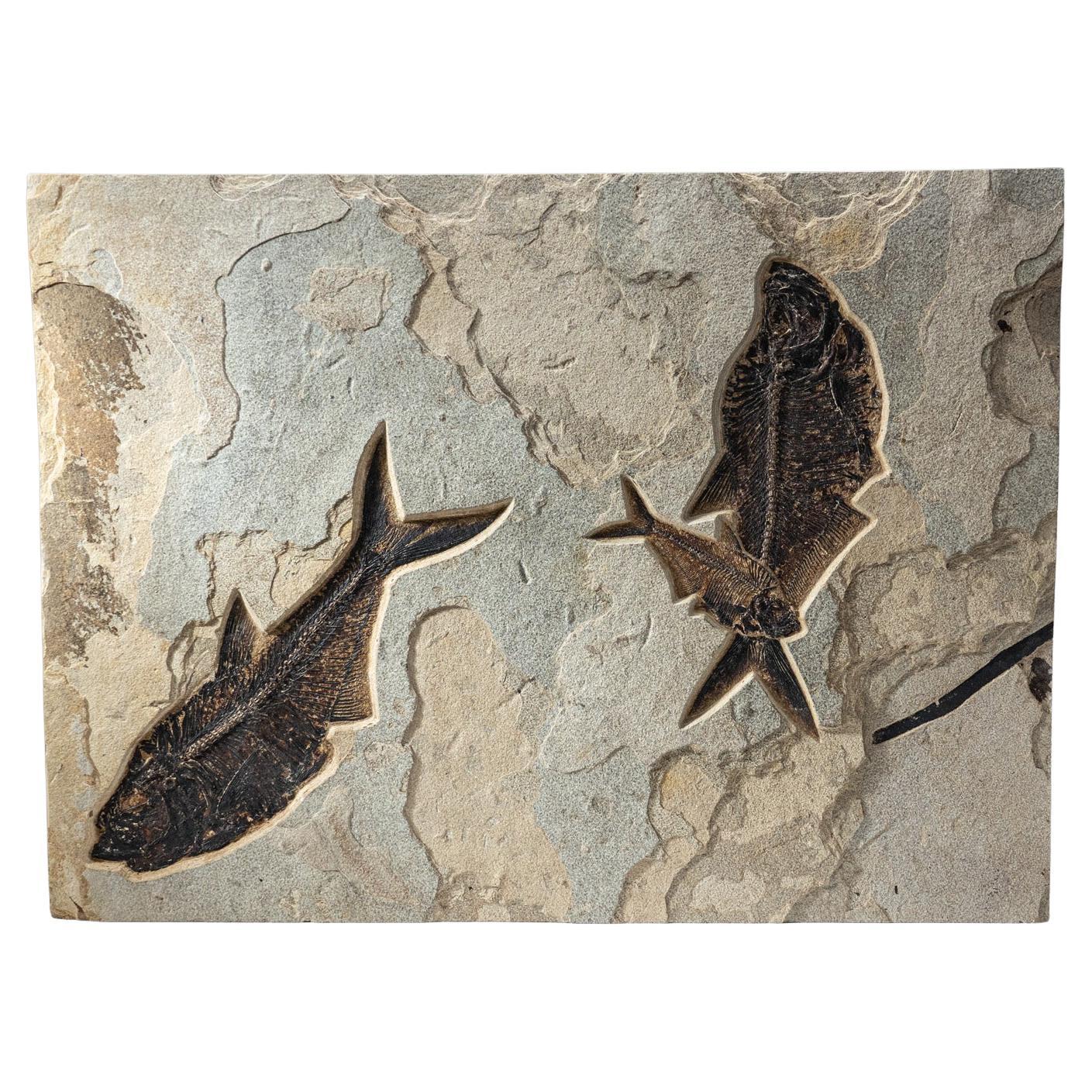 Natural Giant Diplomytus Fish Fossil Plate (60.2 lbs) For Sale