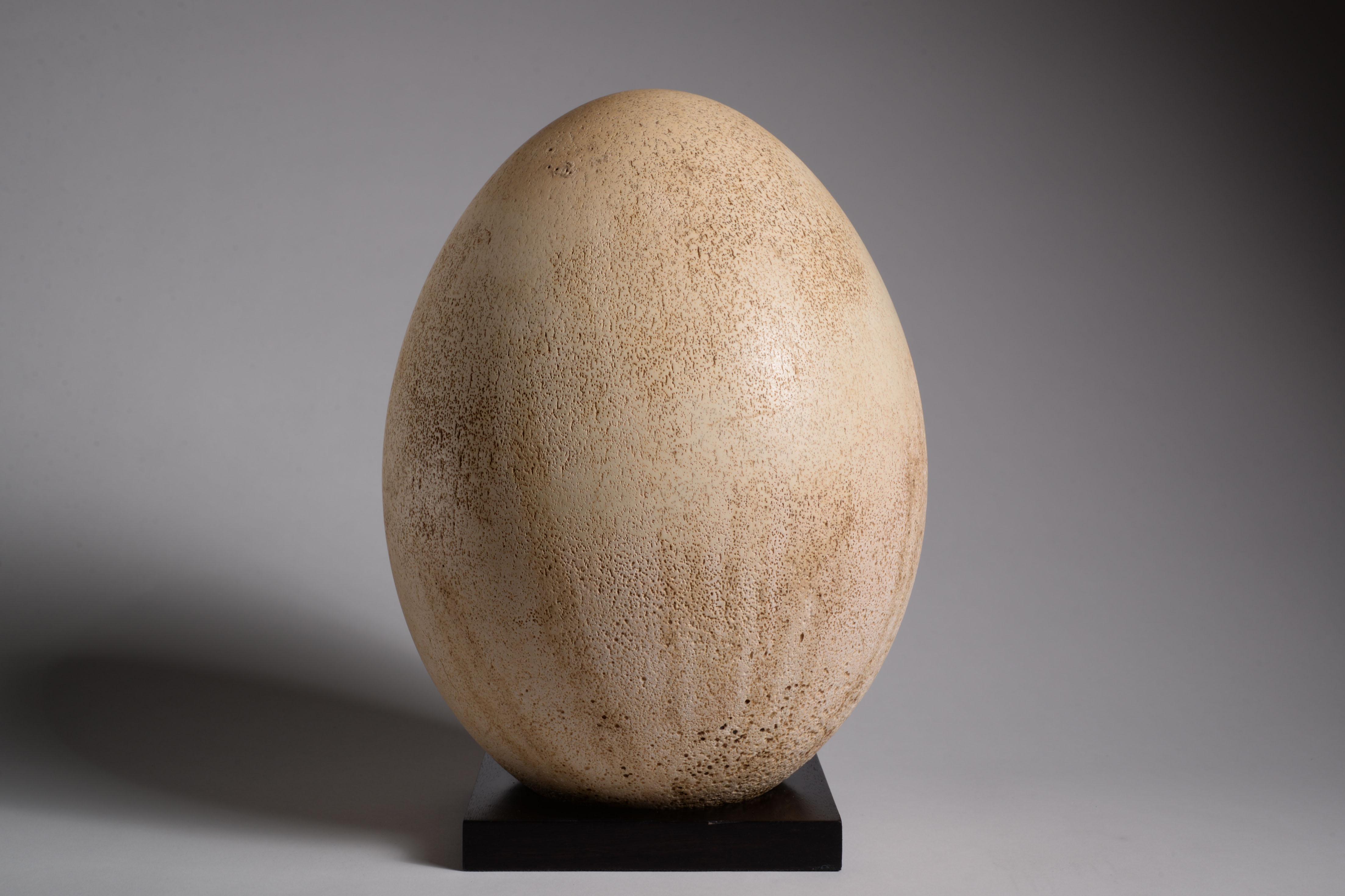 An exceptionally well preserved, unhatched egg of the Giant elephant bird, Aepyornis maximus. 

The now-extinct Aepyornis maximus, or elephant bird, was a quintessentially Malagasy bird, illustrative of the unique fauna and flora which developed